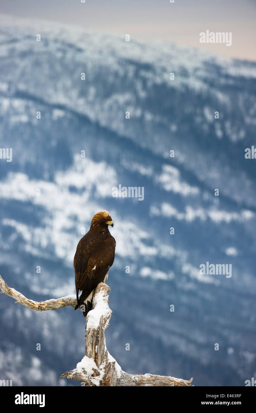 Golden eagle (Aquila chrysaetos) perched on dead pine tree, Southern Norway, December Stock Photo