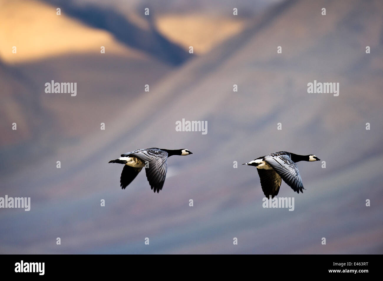 Two Barnacle geese (Branta leucopsis) in flight, Spitsebergen, Svalbard, Norway, August Stock Photo