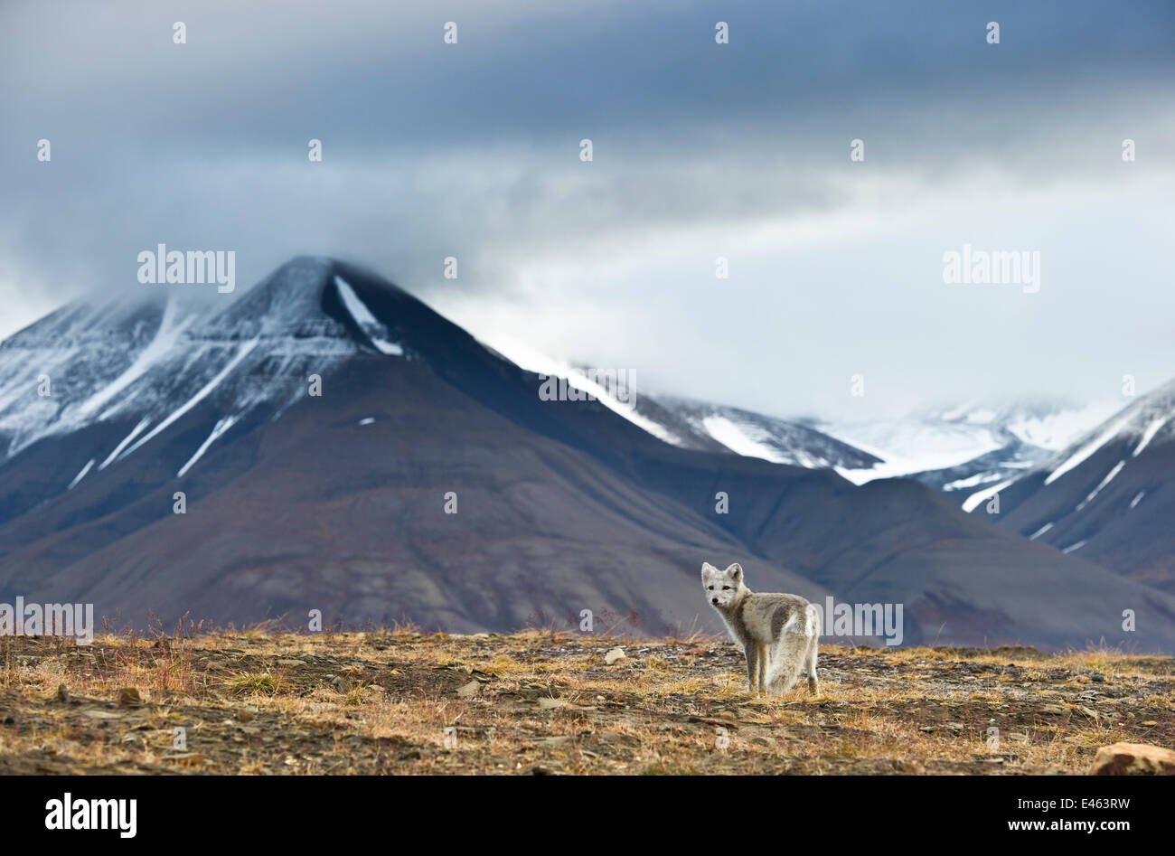 Arctic fox (Alopex / Vulpes lagopus) standing, near Longyearbyen, Spitsbergen, Svalbard, Norway, August Stock Photo