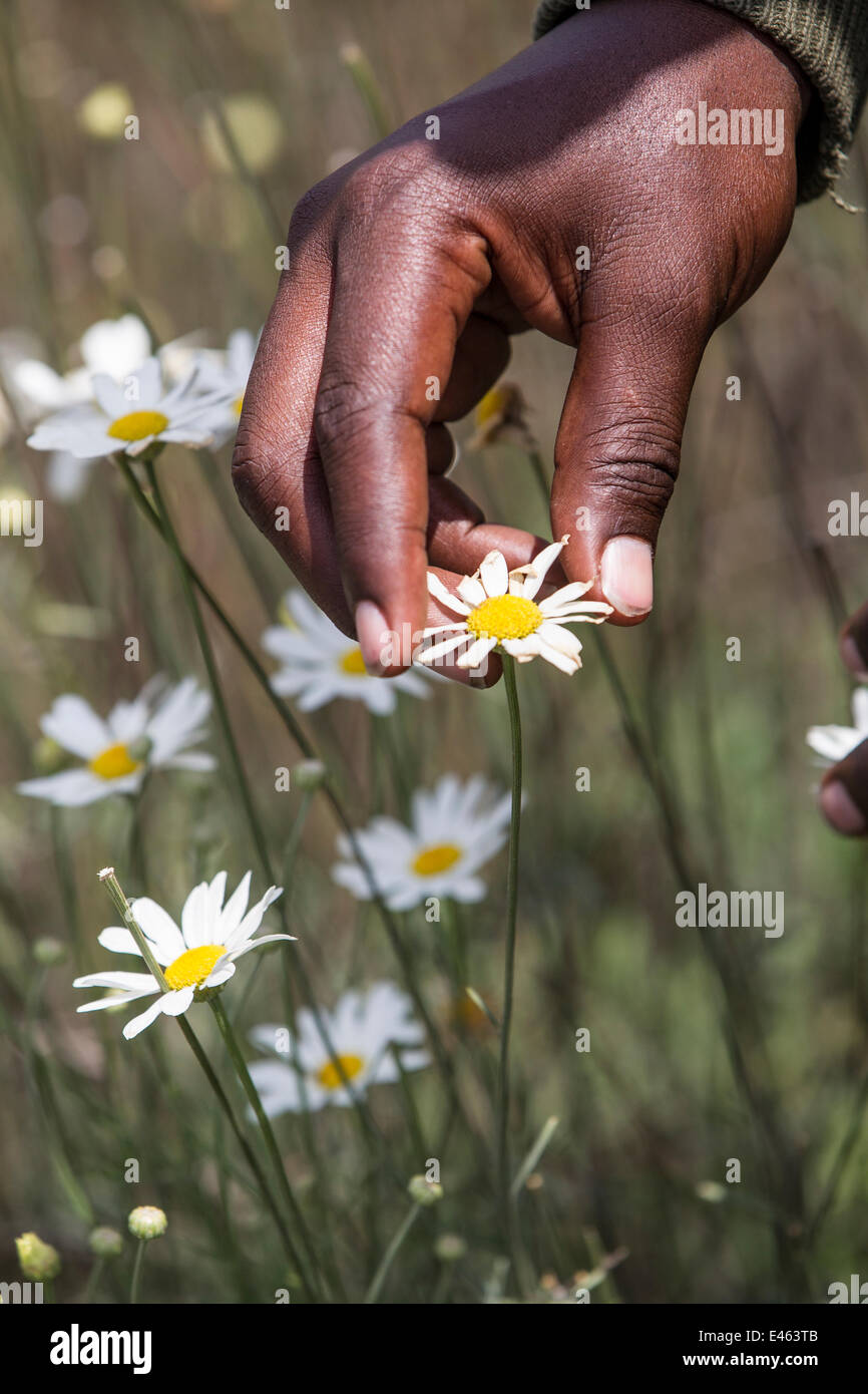 Close up of man's hand harvesting Pyrethrum, which refers to several Old World plants of the Chrysanthemum genus which are cultivated as ornamentals for their showy flower heads. Pyrethrum is also the name of a natural insecticide made from the dried flow Stock Photo