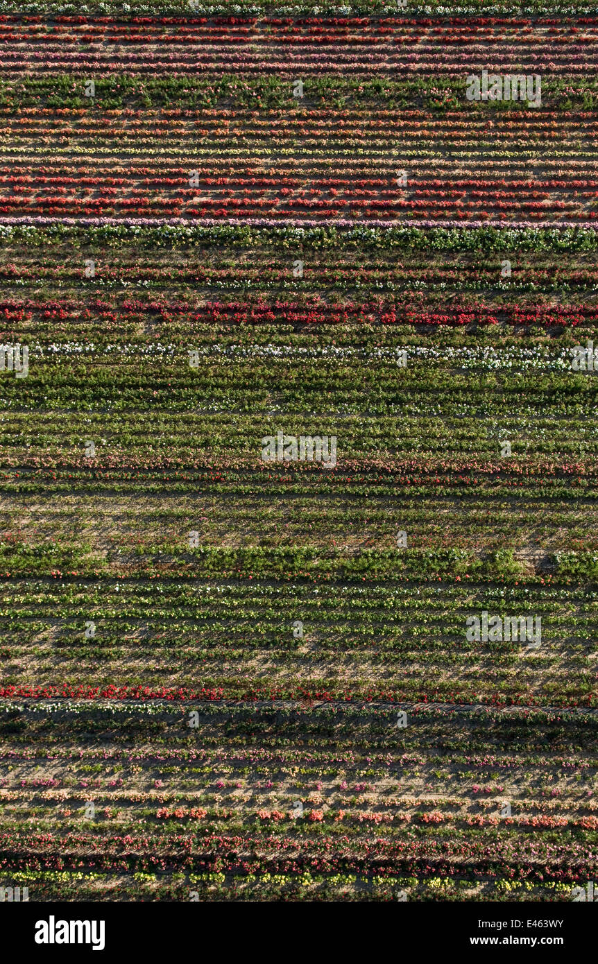 Aerial view of rows of cultivated Roses, horitculture, Bellegarde ...