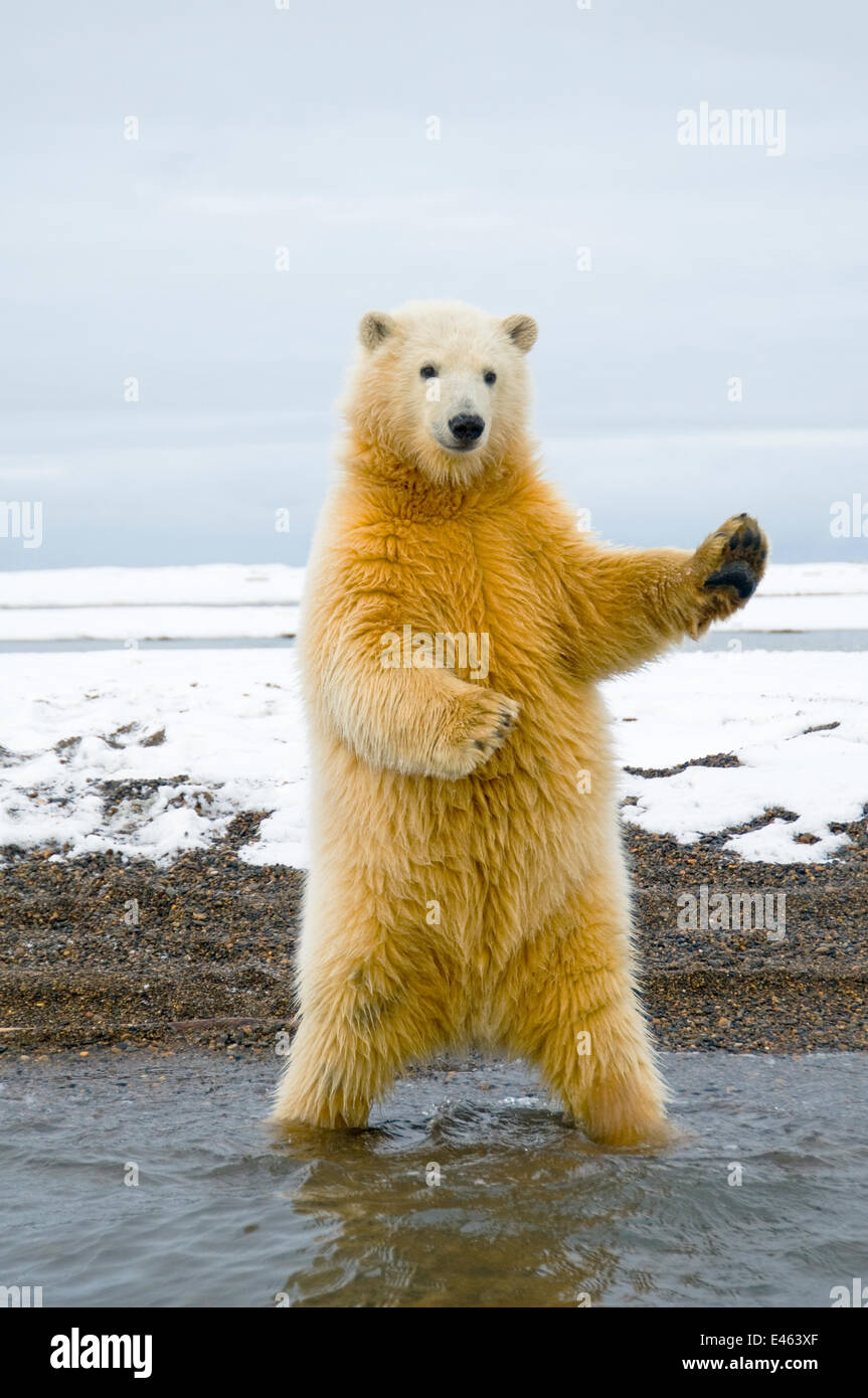 Young Polar bear (Ursus maritimus) standing and trying to balance in shallow water along the Bernard Spit, 1002 area of the Arctic National Wildlife Refuge, North Slope of the Brooks Range, Alaska, October 2011. Sequence 10/12. Stock Photo