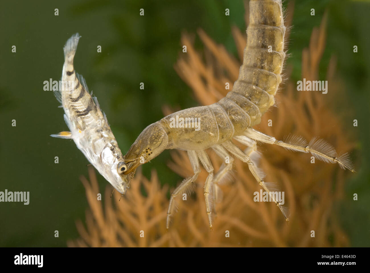 Great Diving Beetle (Dytiscus marginalis) larva feeding on small fish. Czech Republic. Controlled conditions. Stock Photo