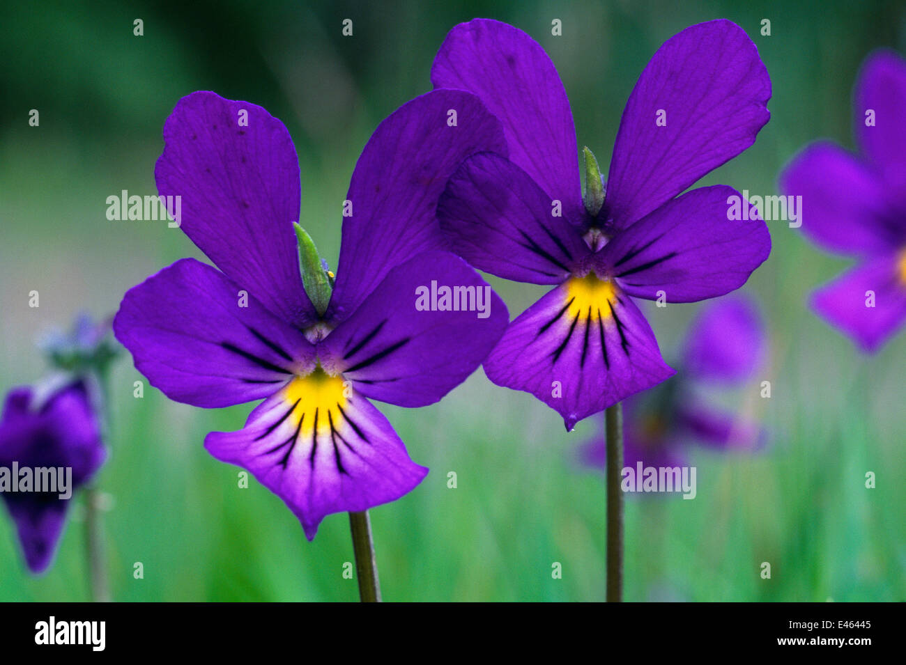 Mountain pansy (Viola lutea) flowers, Strathspey, Cairngorms National Park, Scotland, June Stock Photo