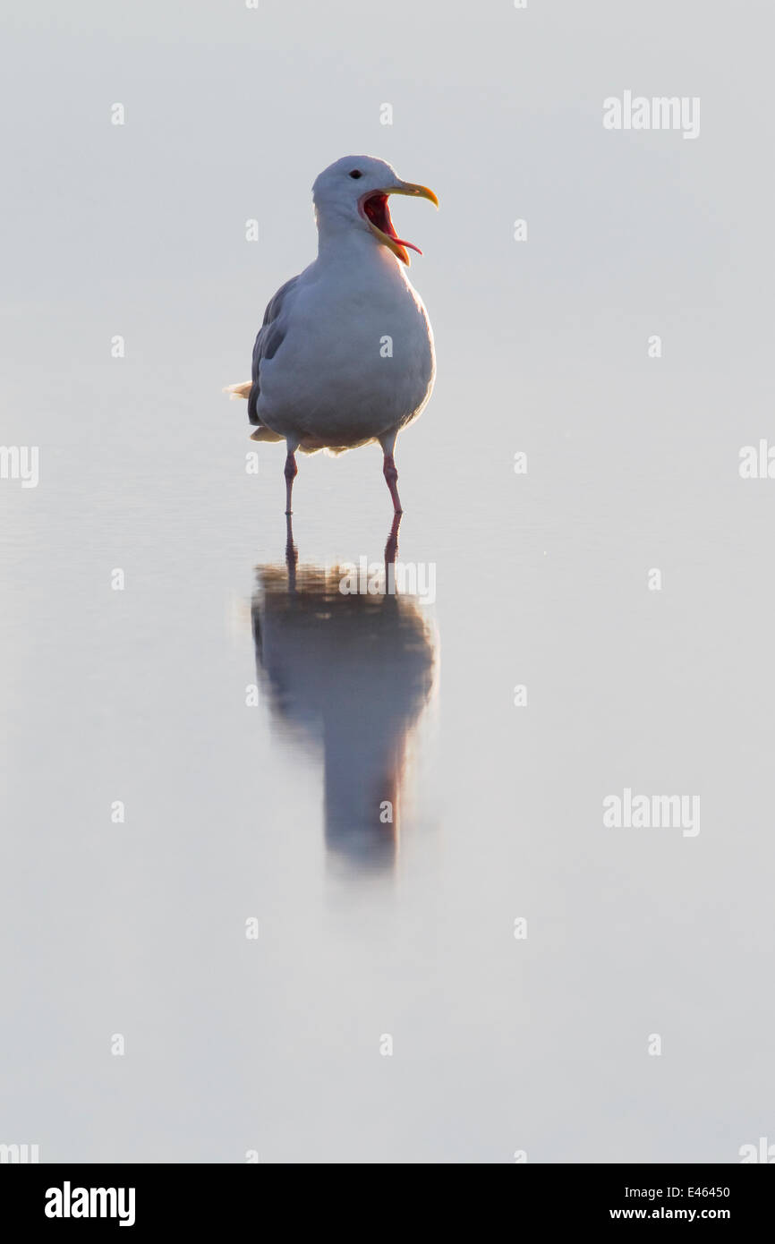 Glaucous winged gull (Larus glaucescens) calling, Lake Clark National Park, Alaska, USA, August Stock Photo