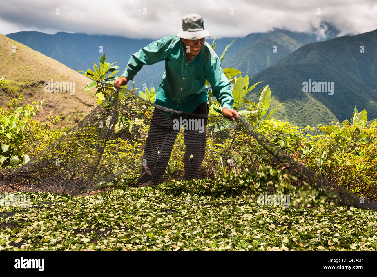 Man gathering crop of Coca (Erythroxylum coca) leaves using a net, the leaves are harvested six times a year, Bolivia, November Stock Photo
