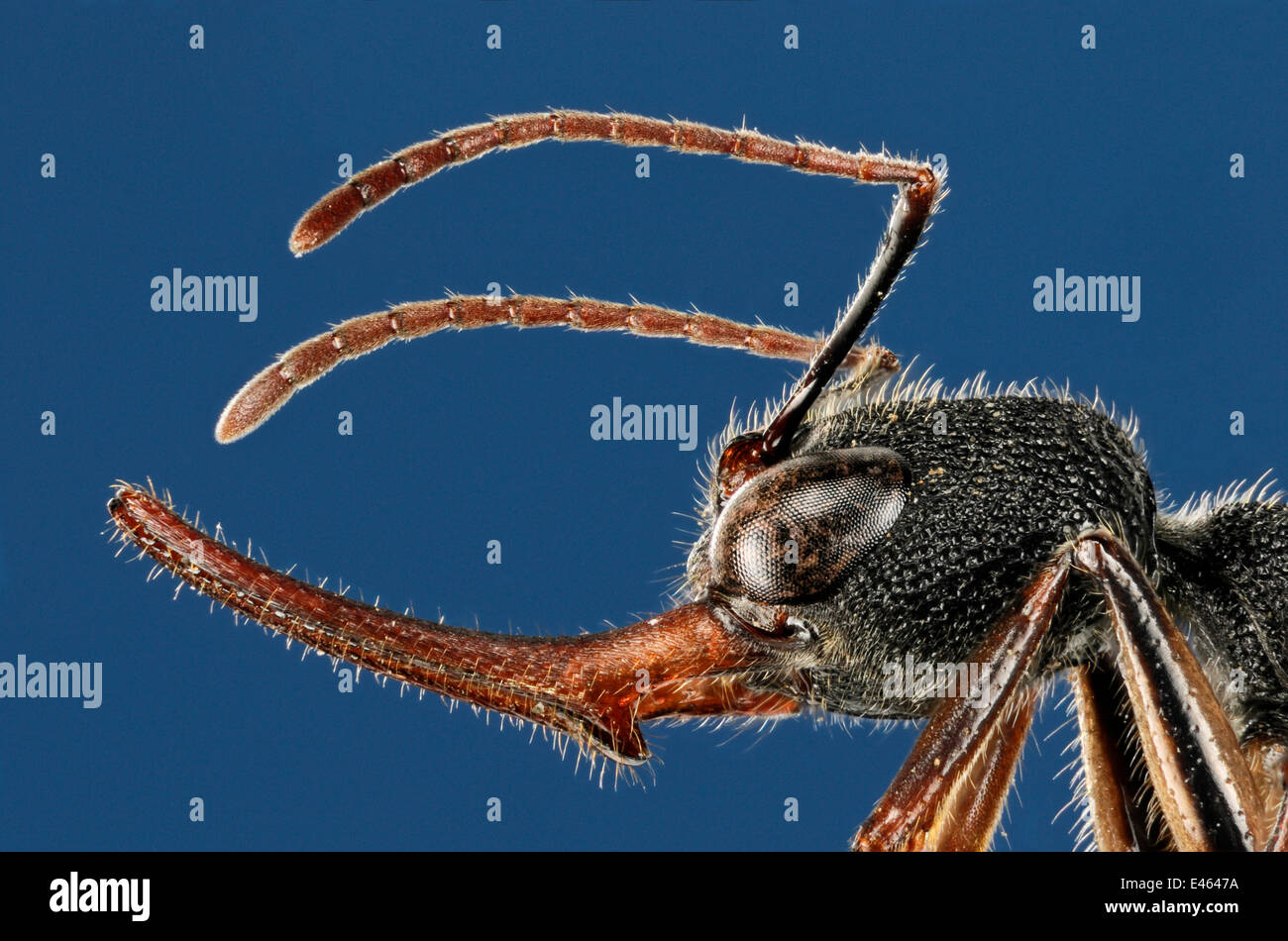 Close up of ant (Harpegnathos venator) head from Asia. Specimen photographed using digital focus stacking Stock Photo