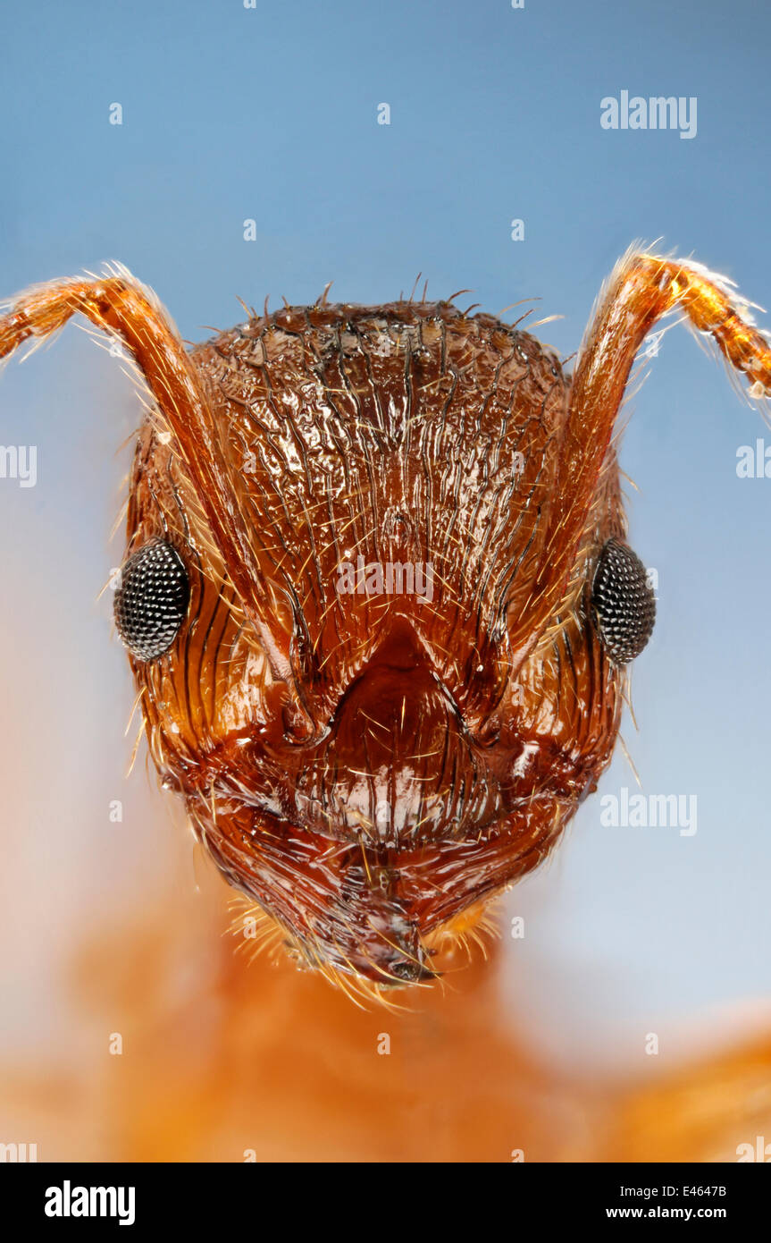 Red Ant (Myrmica rubra) close-up portrait, Specimen photographed using digital focus stacking Stock Photo
