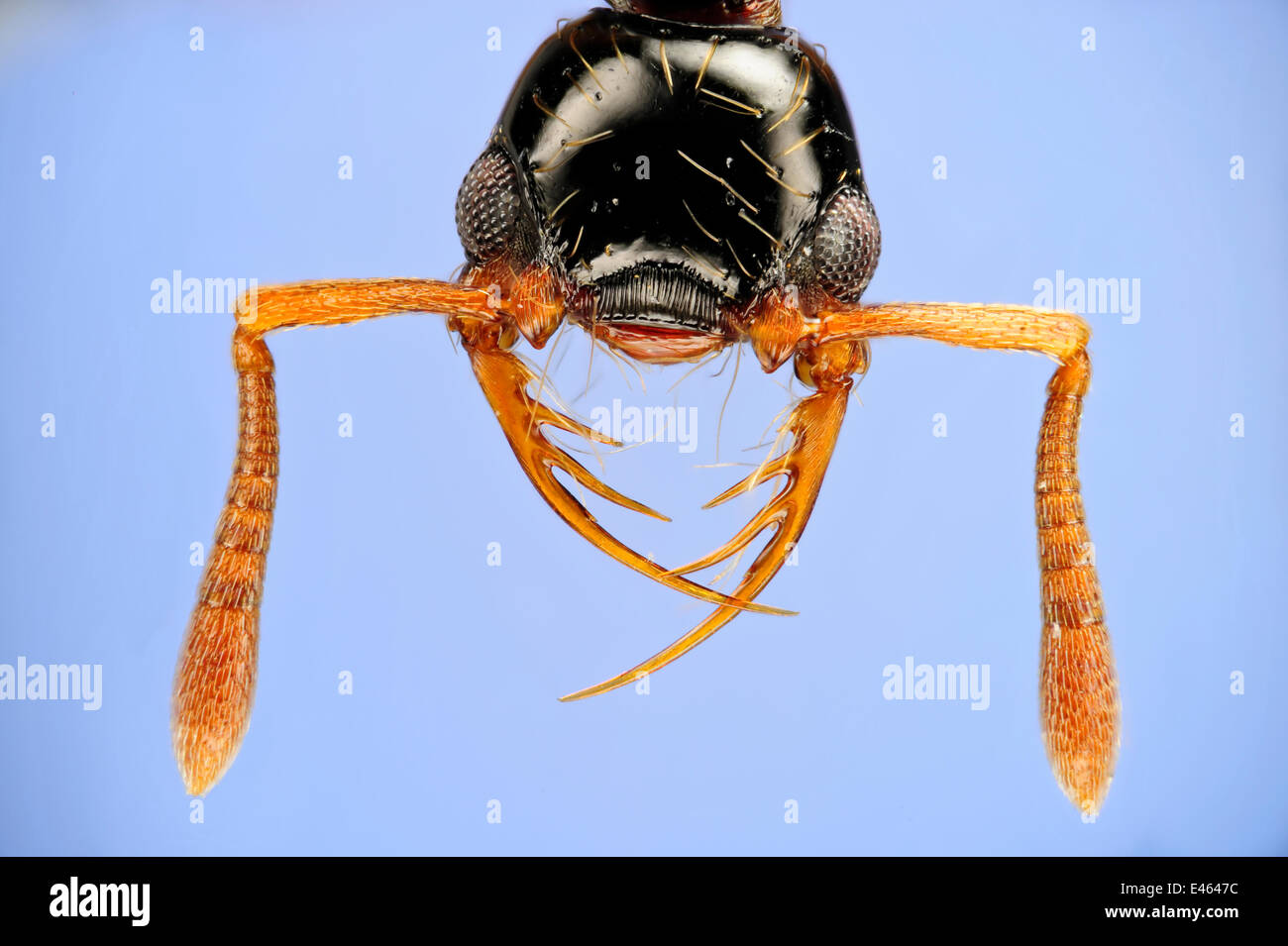 Close-up of ant (Thaumatomyrmex atrox) from the neotropics,  specialists predators on millipedes Specimen photographed using digital focus stacking Stock Photo