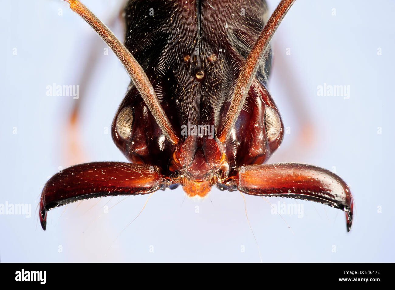 Trap jaw ant (Odontomachus sp.) close-up showing powerful mandibles with sensory hairs. Specimen photographed using digital focus stacking Stock Photo