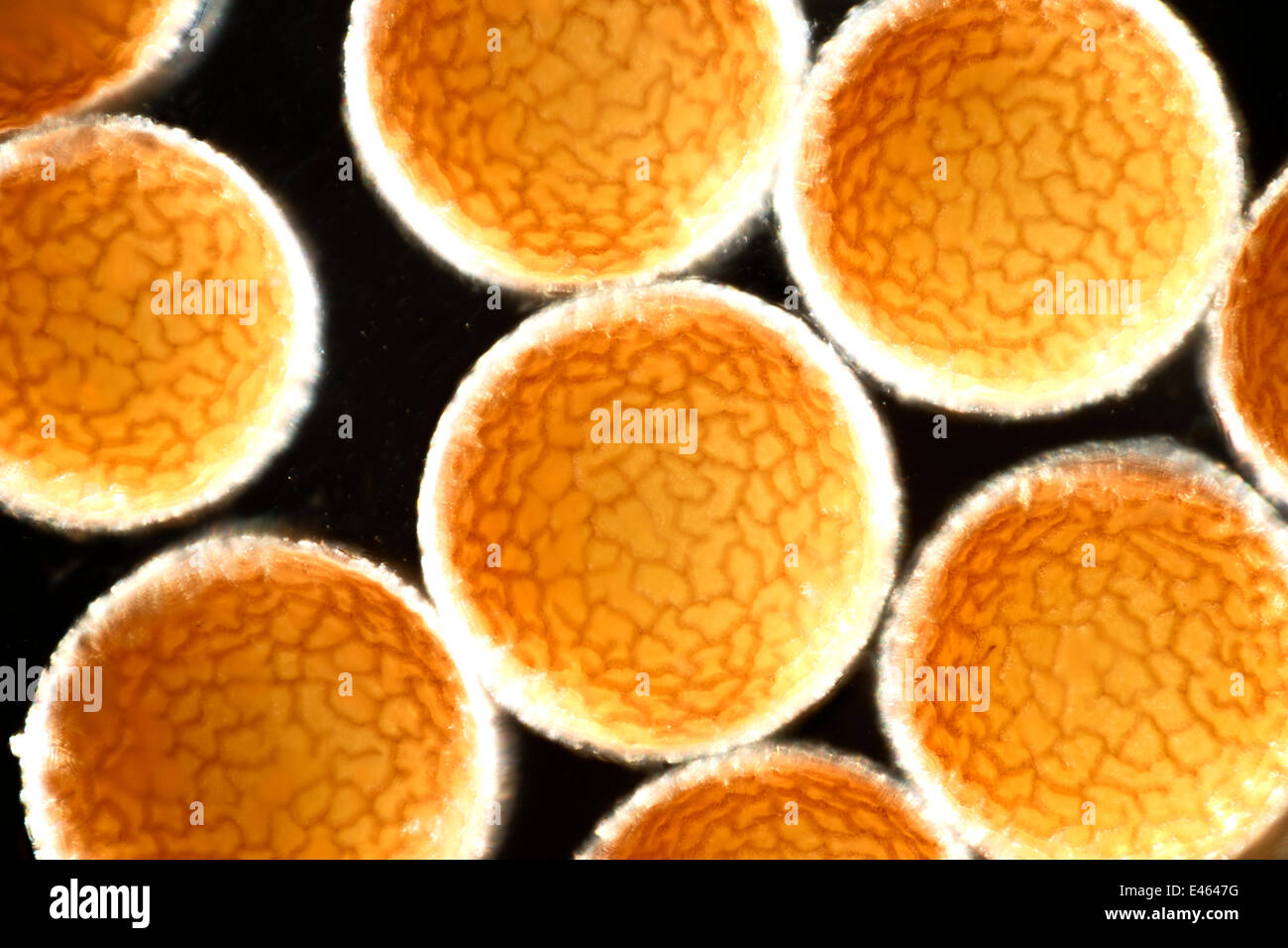 Fairy Shrimp (Eubranchipus grubii) eggs Digital focus stacking image Stock Photo