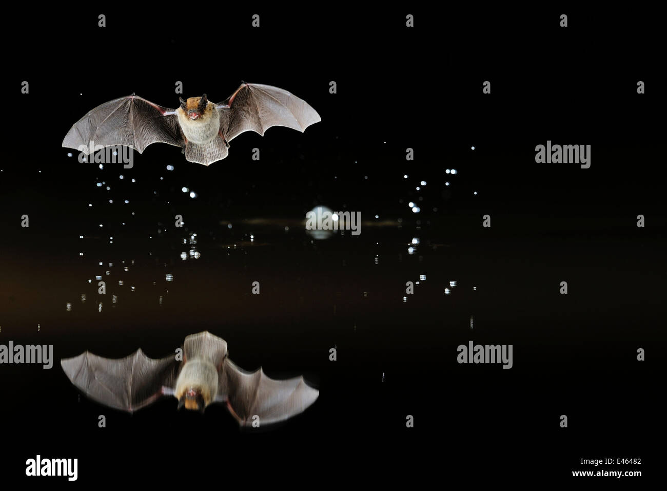 Kuhl's Pipistrelle Bat (Pipistrelle kuhlii) in flight low over water, with splash from drinking in flight. France, Europe, May. Stock Photo