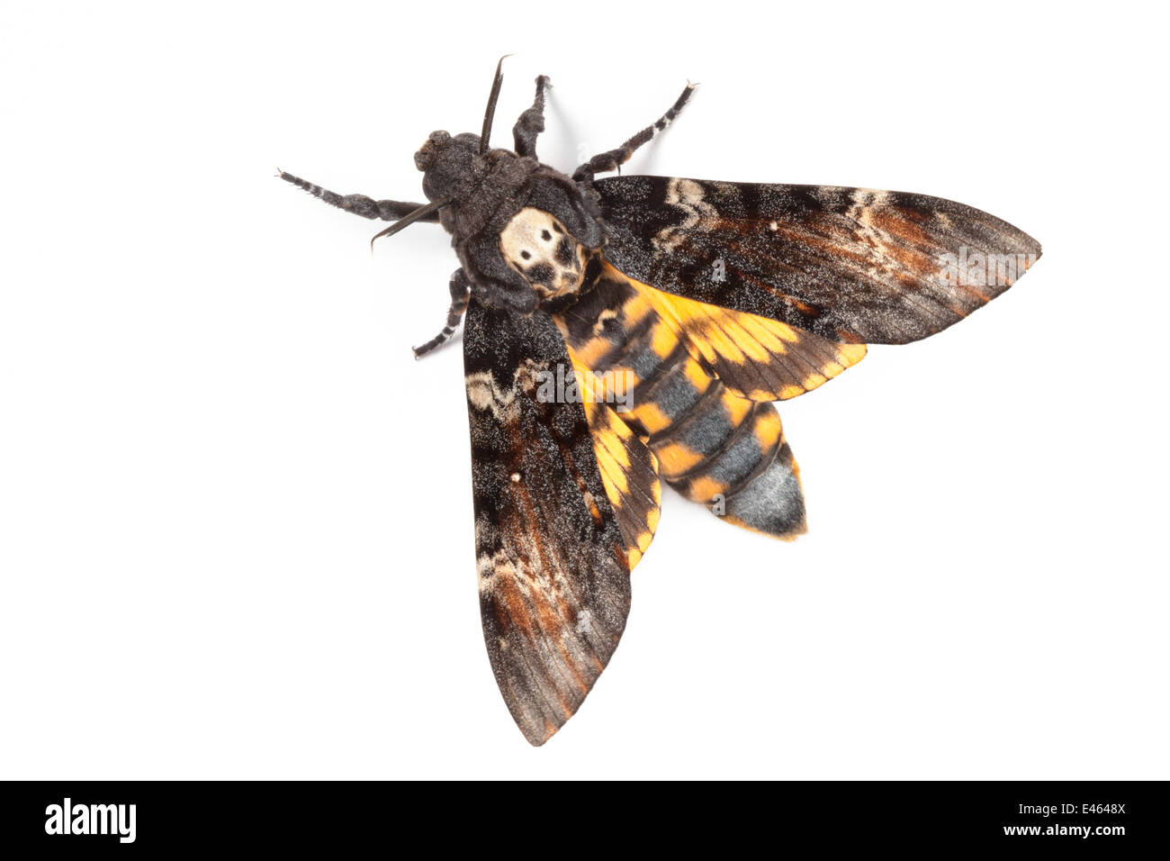 Death's Head Hawkmoth (Acherontia atropos) against white background. Captive, UK. Stock Photo