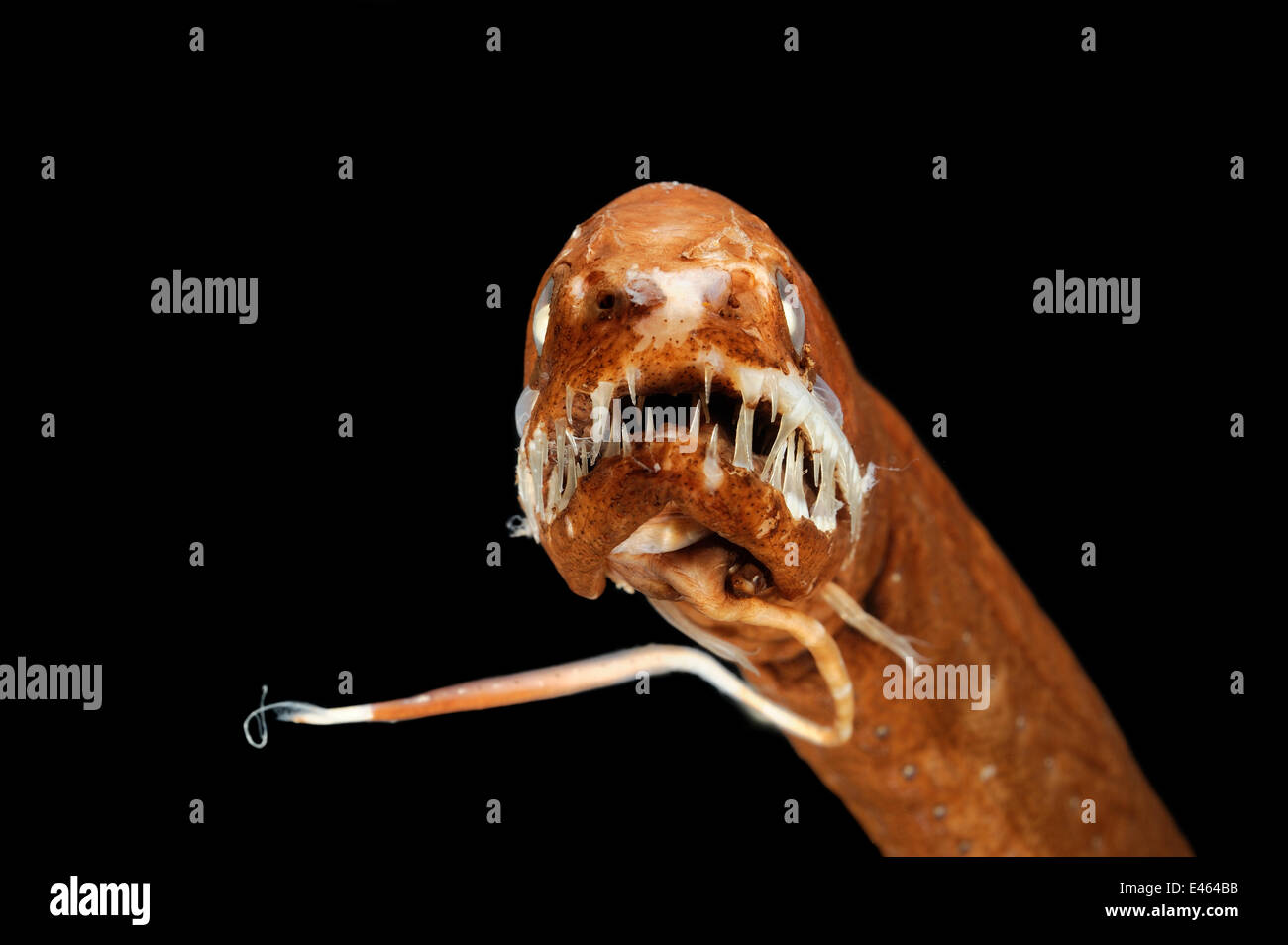 Melanostomias melanops hires stock photography and images Alamy