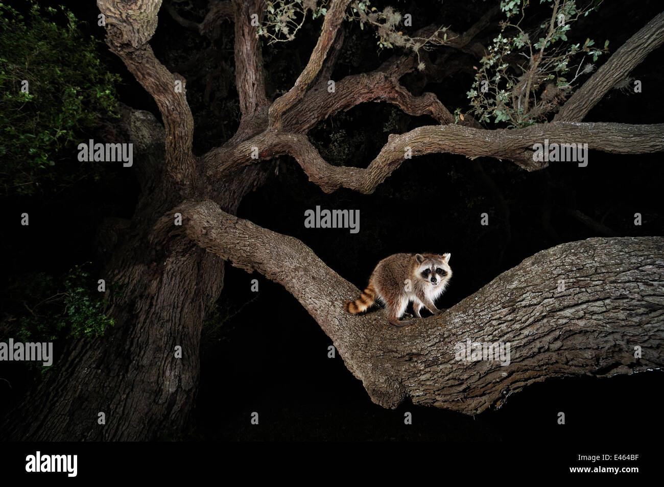 Northern raccoon (Procyon lotor) young at night climbing live Oak tree