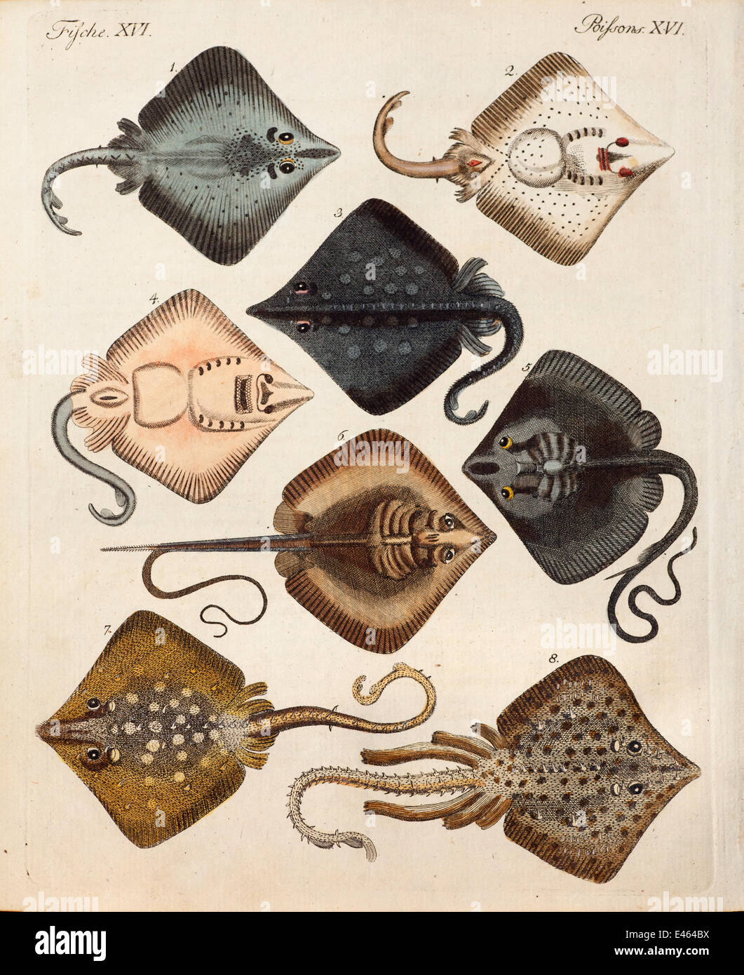 Copperplate Engraving Stock Photos & Copperplate Engraving Stock Images