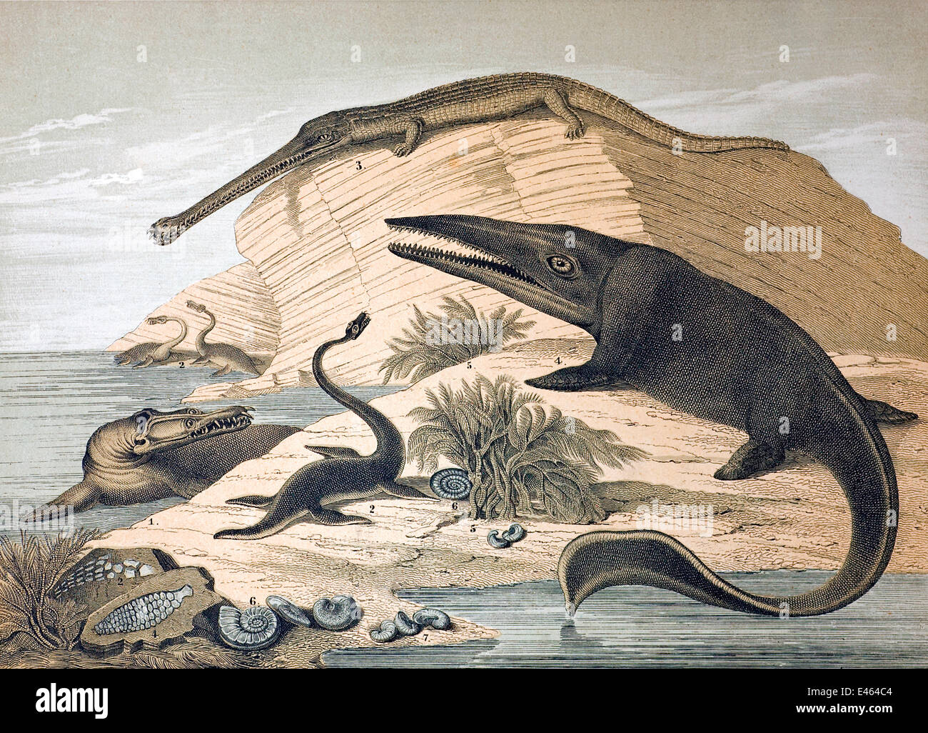 Lithograph with contemporary colouring, continental version of the wallchart produced by Benjamin Waterhouse Hawkins for the Department of Science and Art 1862. It is entitled 'Enaliosauria, or marine lizards that lived during the secondary epoch of the E Stock Photo