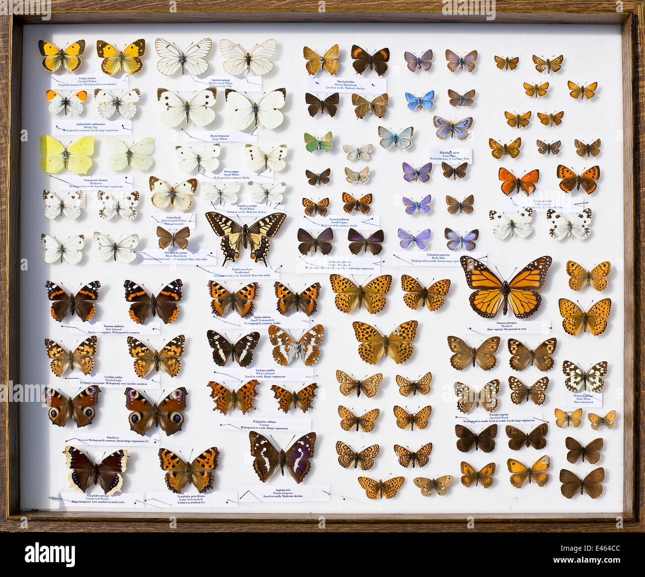 A collector's case of British butterflies. There are some 59 breeding butterflies in the UK and four former breeders, as well as rare migrants like the monarch all the way from America, represented here on the middle right. Stock Photo