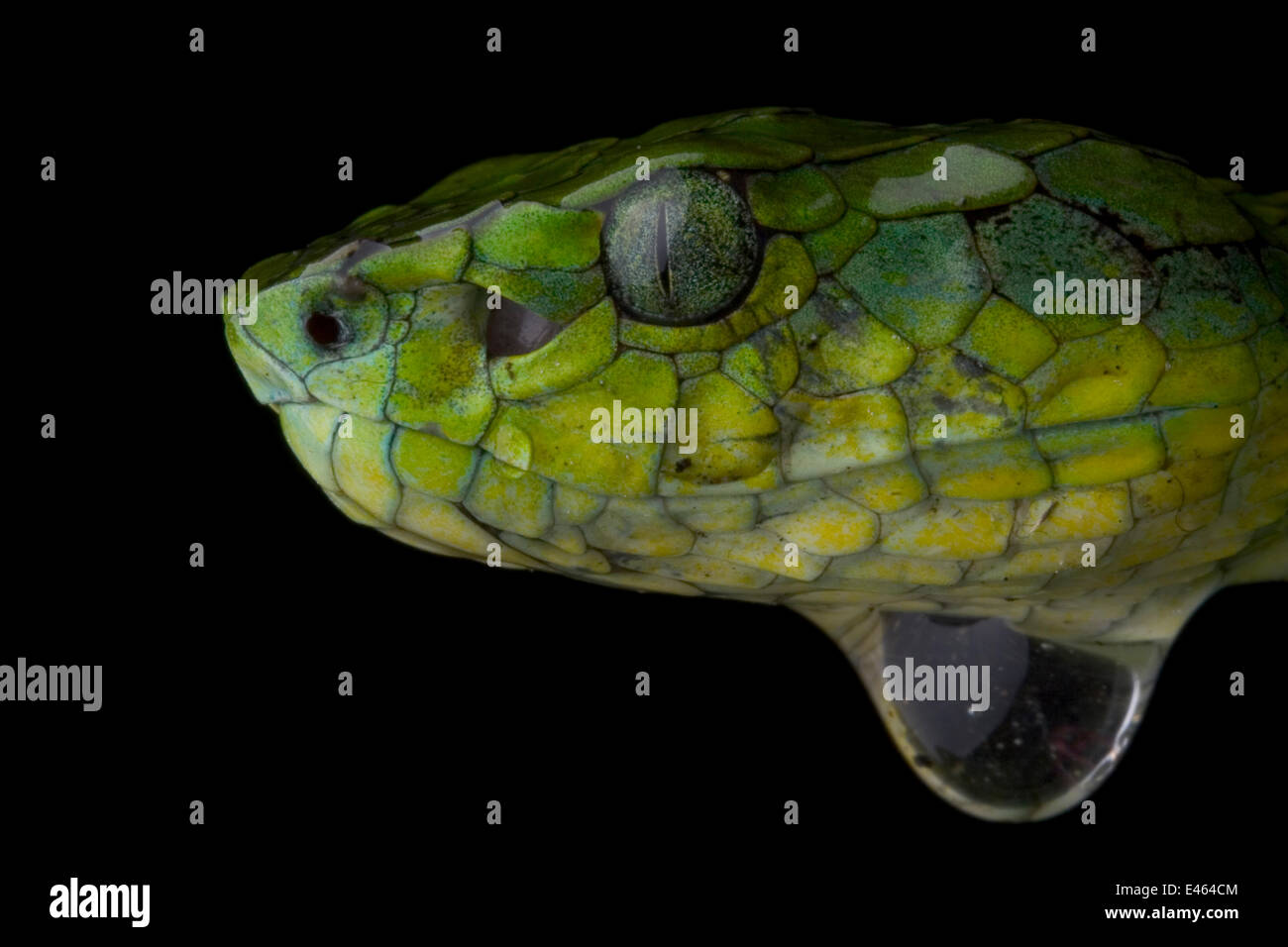 Large scaled pit viper (Trimeresurus macrolepis) head profile, water droplet below, Western Ghats, Southern India Stock Photo