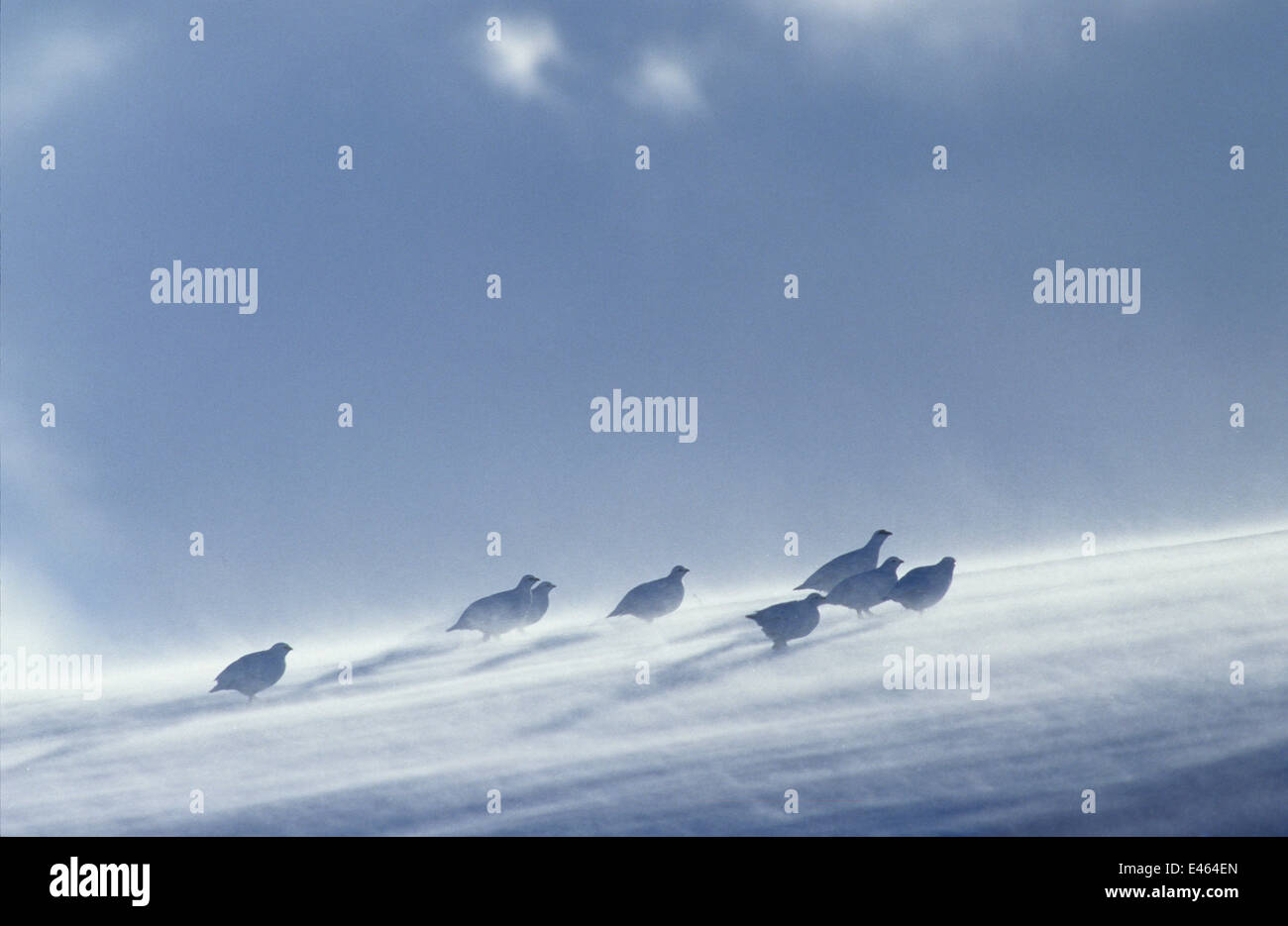 Eight Rocks Eight Rock ptarmigans (Lagopus muta) with snow blowing in wind, Norway ...