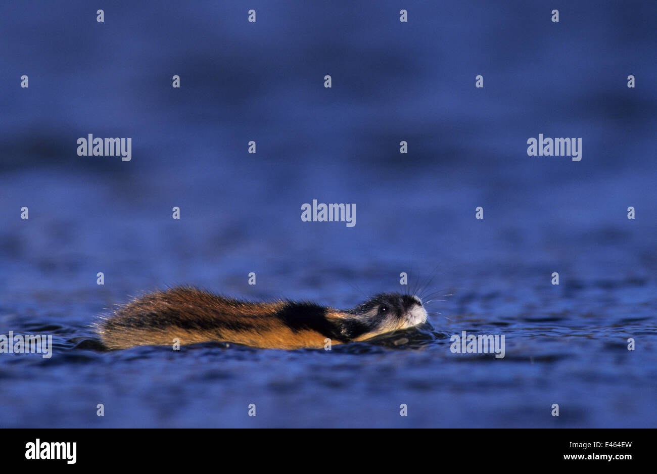 Norway Lemming Lemmus Lemmus Swimming Sweden May Stock Photo Alamy