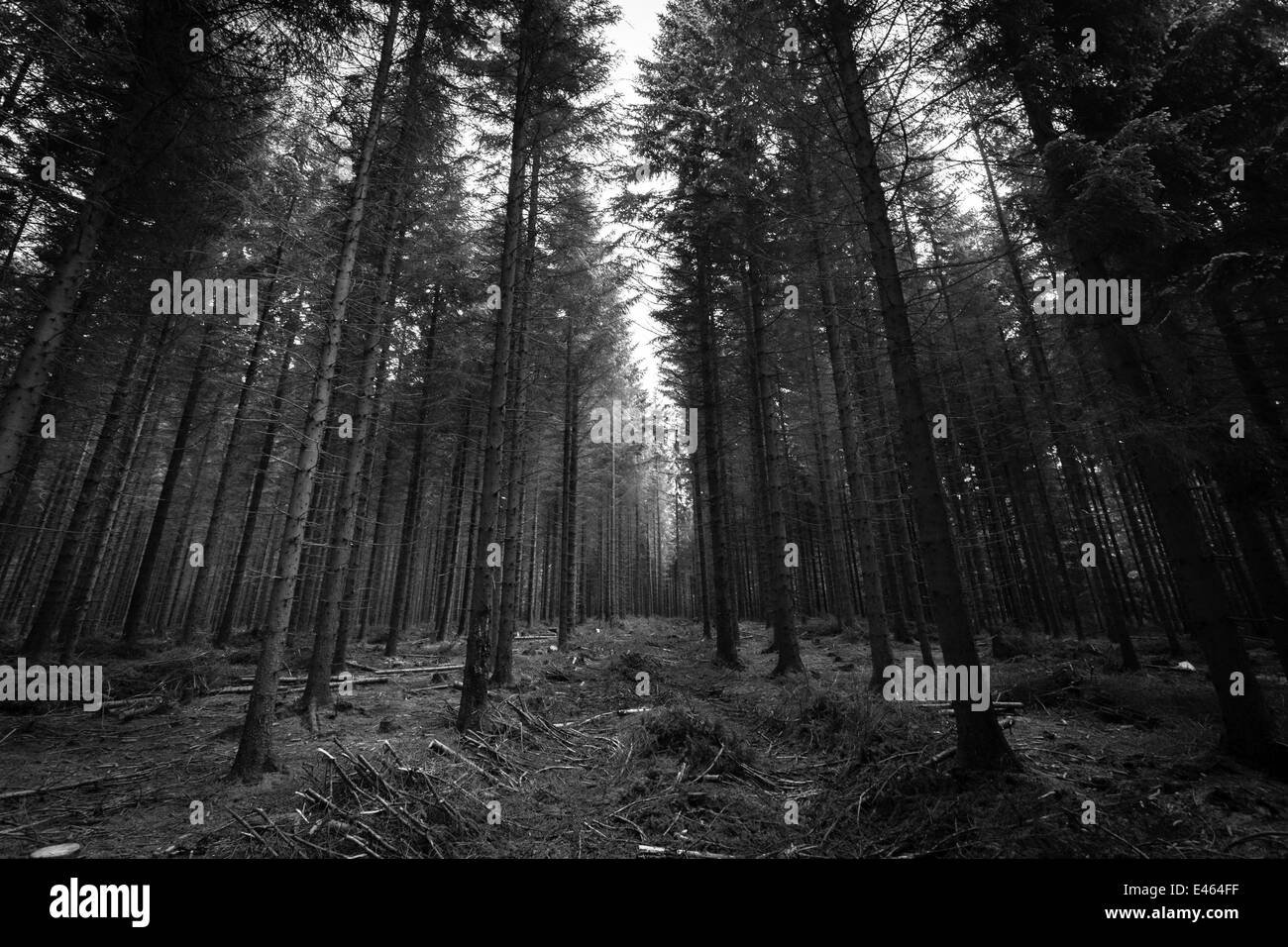 Enchanted forest landscape Black and White Stock Photos & Images - Alamy