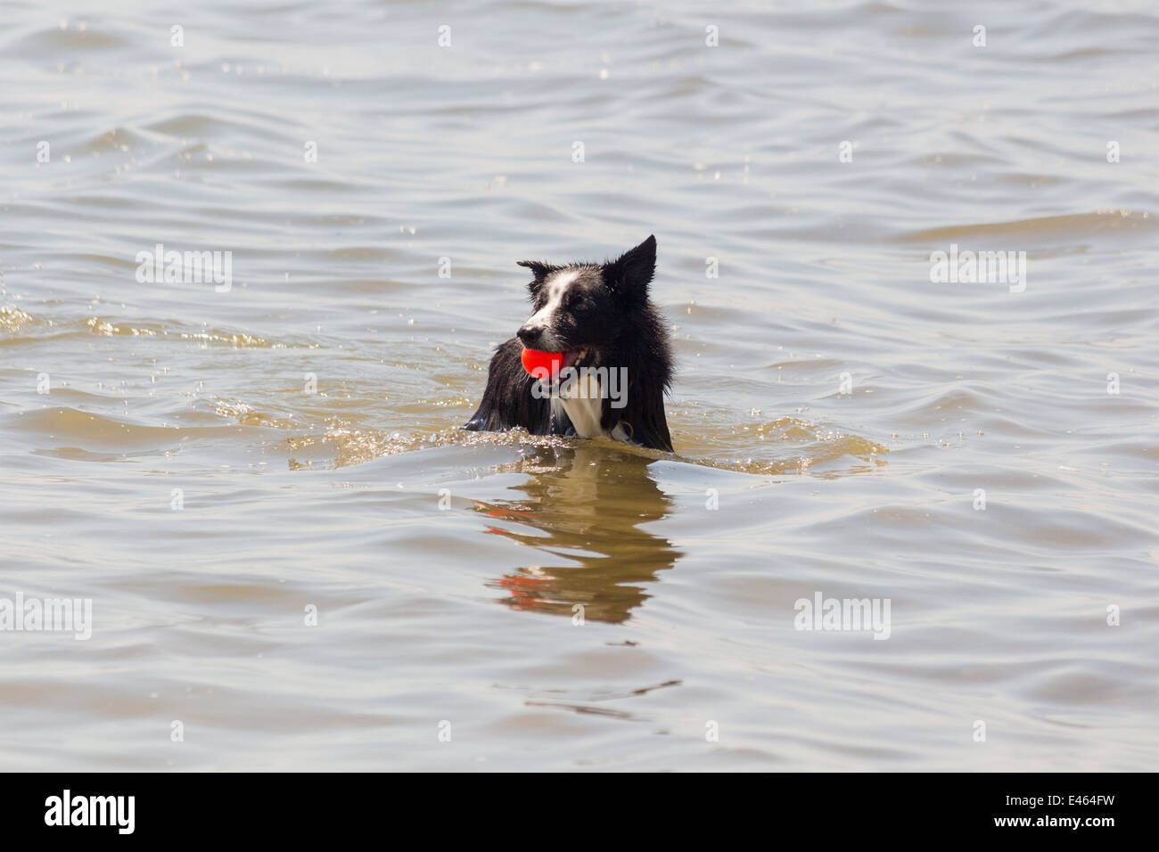 Border Collie in water with ball in mouth at off leash dog park at