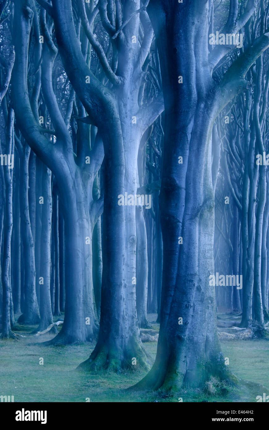 Ghost wood hires stock photography and images Alamy