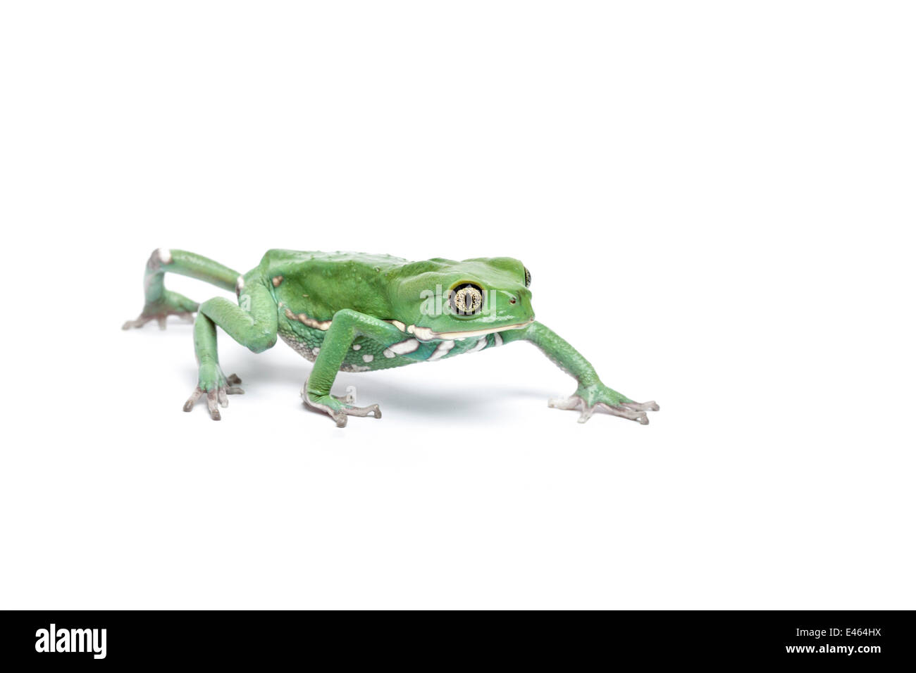 Waxy leaf frog (Phyllomedusa sauvagii), captive, occurs South and Central America Stock Photo