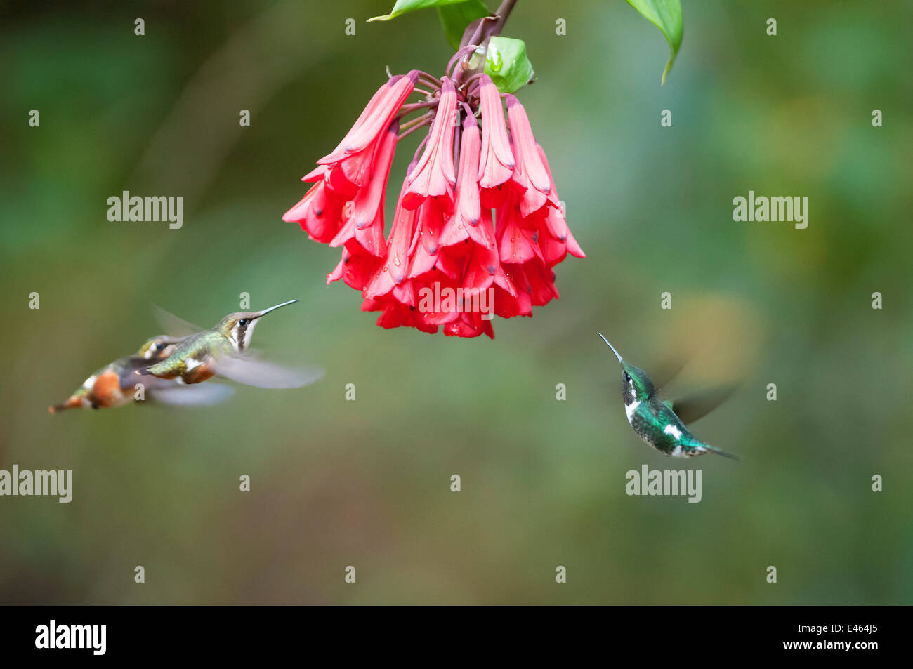 White bellied woodstar (Chaetocercus mulsant) three hovering around red flowers, Guango private reserve, Papallacta Valley, Andean Cloud Forest, East slope, Ecuador Stock Photo