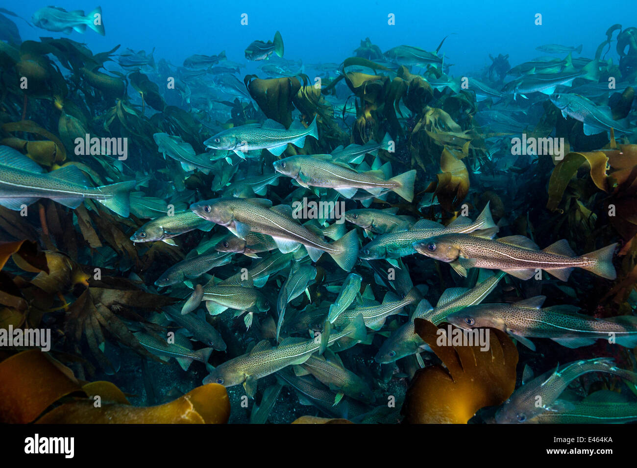 A shoal of cod (Gadus morhua) in kelp forest. These cod were gathered ...