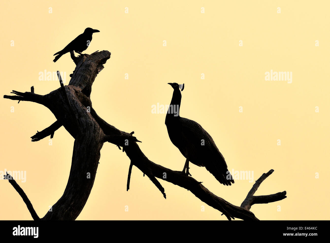 Common peafowl (Pavo cristatus) silhouetted at dawn, with House crow, Keoladeo Ghana National Park, Bharatpur, Rajasthan, India, March Stock Photo