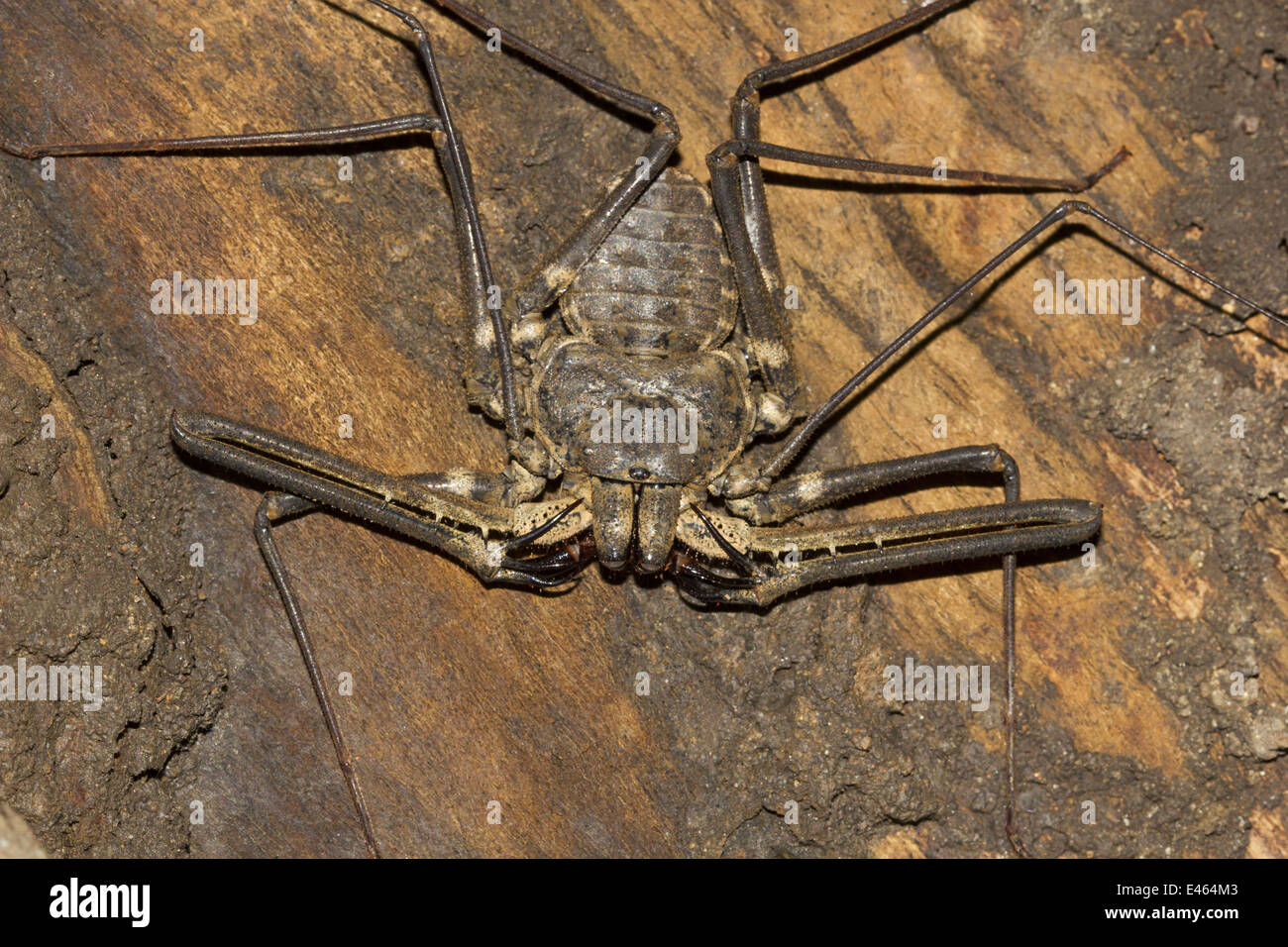 Whipt tailed scorpion, Common, Neyyar Wildlife Sanctuary, Kerala Stock Photo - Alamy Whipt tailed scorpion, Common, Neyyar Wildlife Sanctuary, Kerala Stock Photo - Alamy