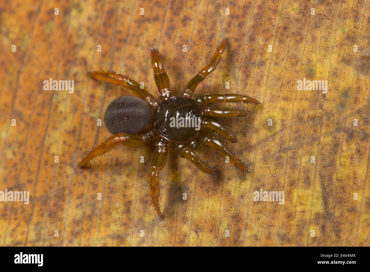 BRUSH FOOTED TRAPDOOR SPIDER,  Tigidia sp., COMMON, Neyyar Wildlife Sanctuary, Kerala Stock Photo