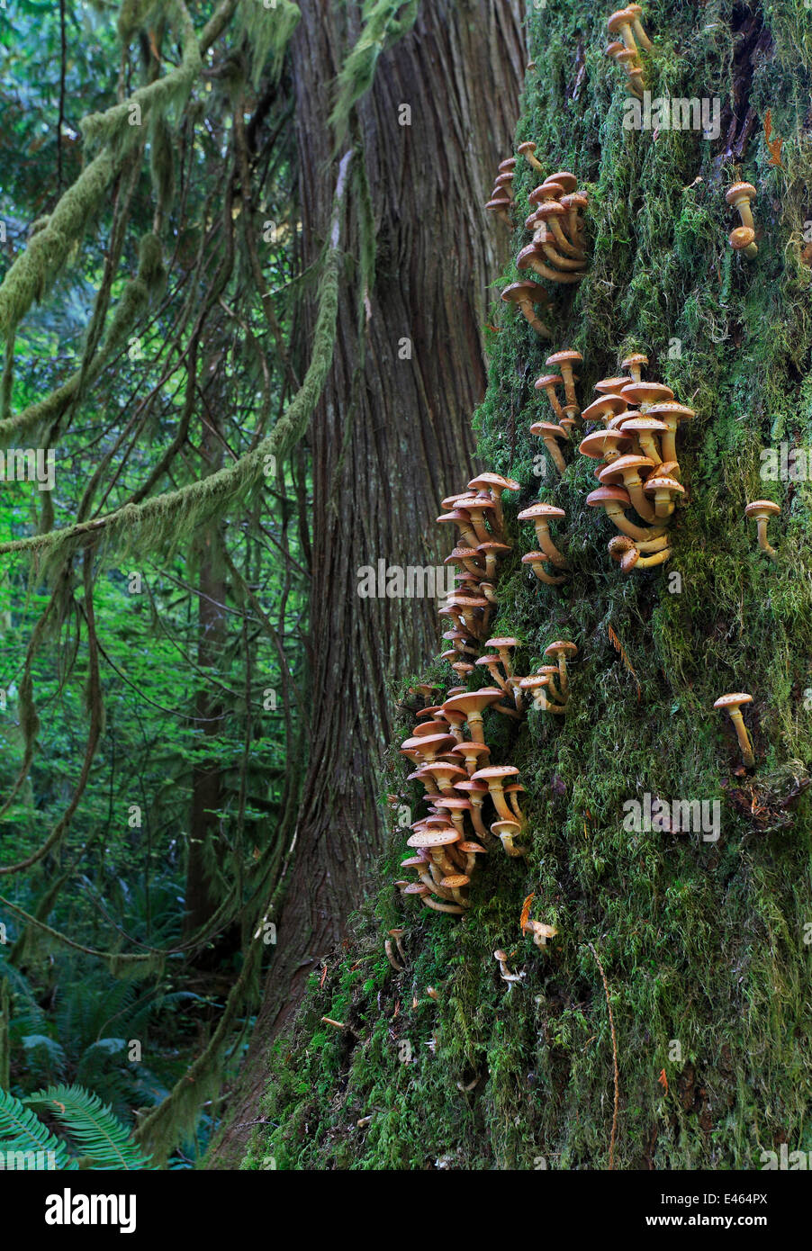 Western red cedar tree (Thuja plicata) trunks with moss and fungi, inland temperate rainforest of Olympic National Park, Washington, USA, Western North America, January. Stock Photo