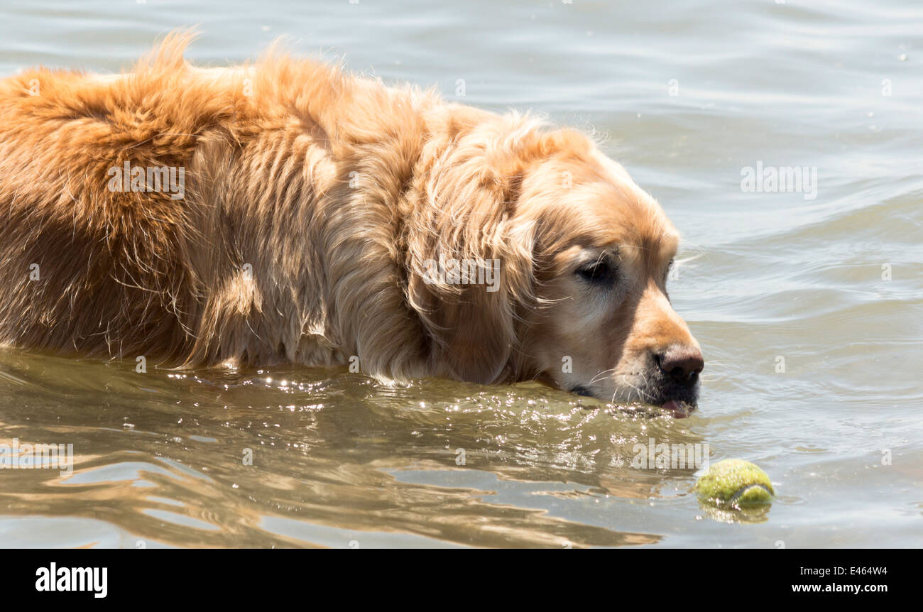 are golden retrievers good off leash