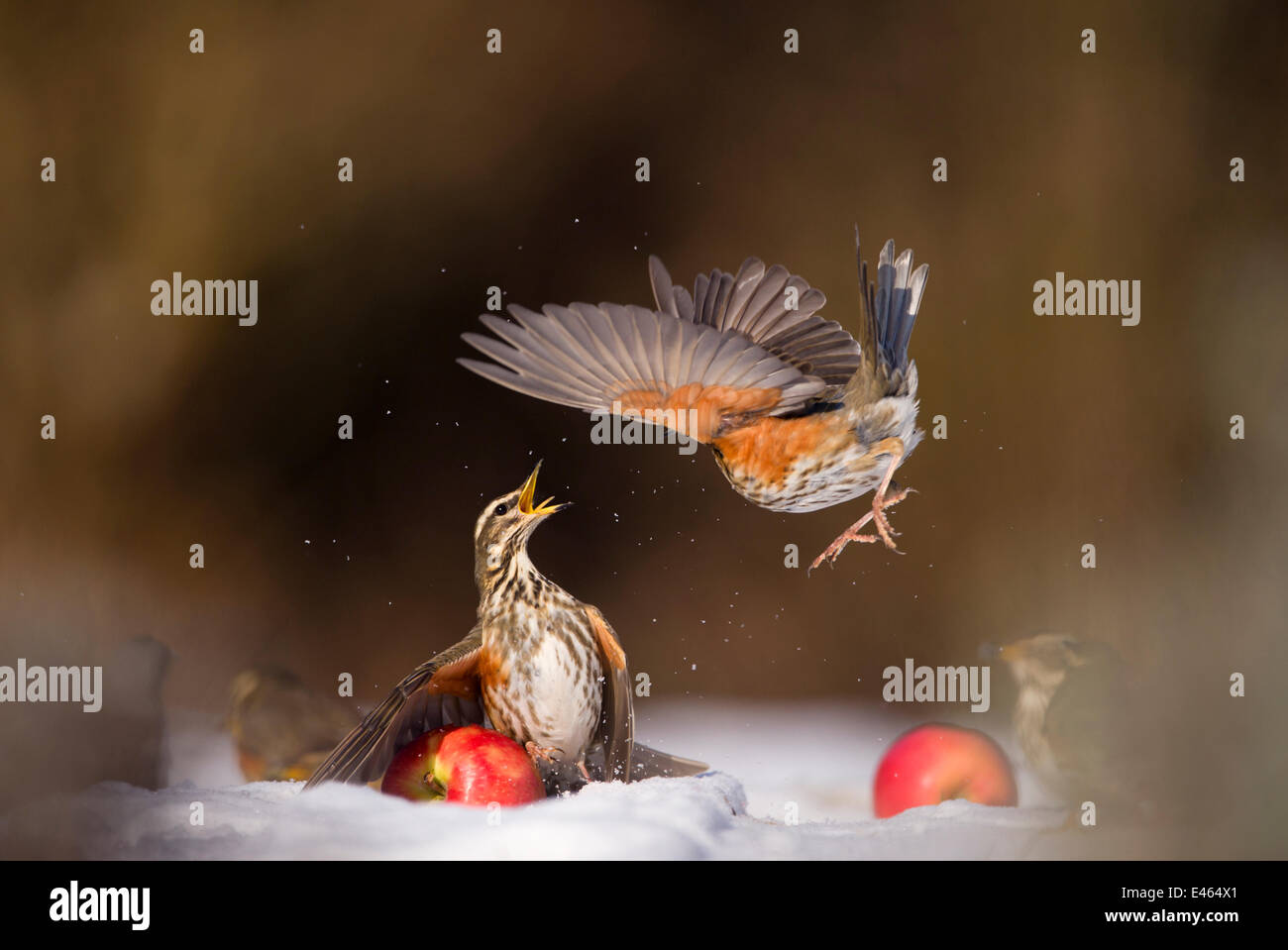 Redwing (Turdus iliacus) protecting a windfall apple from another bird. Derbyshire, UK, February. (Non-ex) Stock Photo