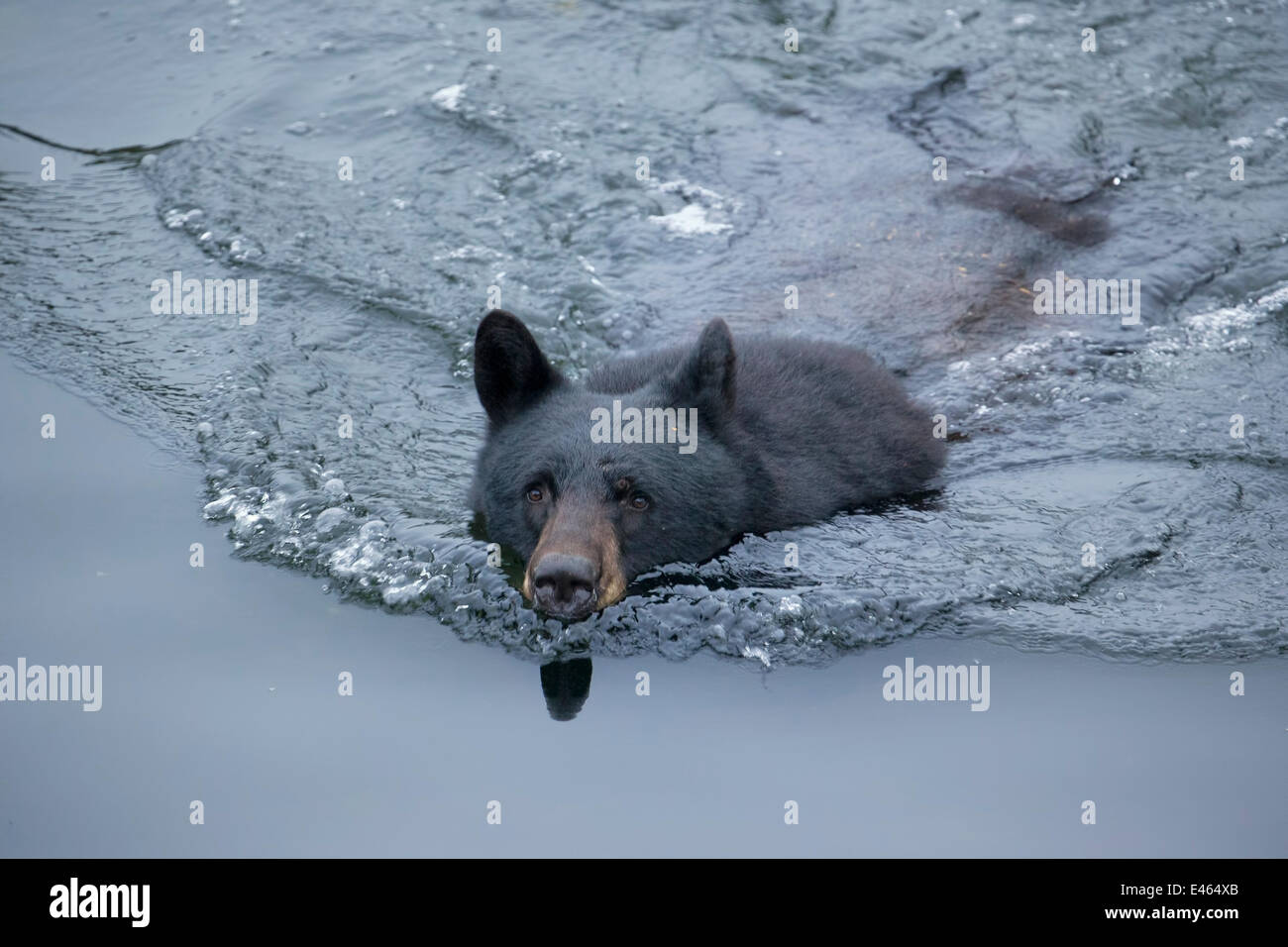 Black bear (Ursus americanus) swimming in Herring Cove south of the
