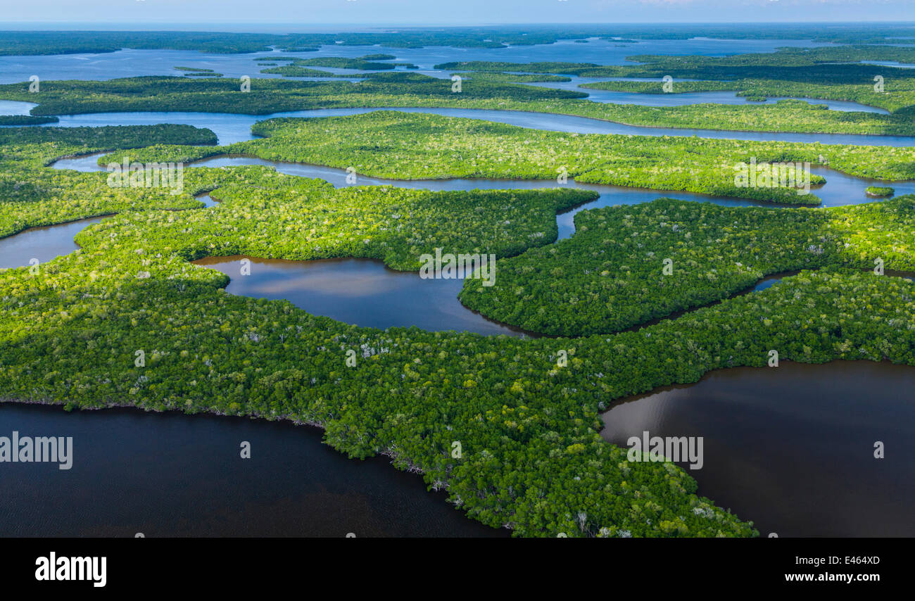 Aerial view over subtropical mangrove wetlands of the Everglades ...