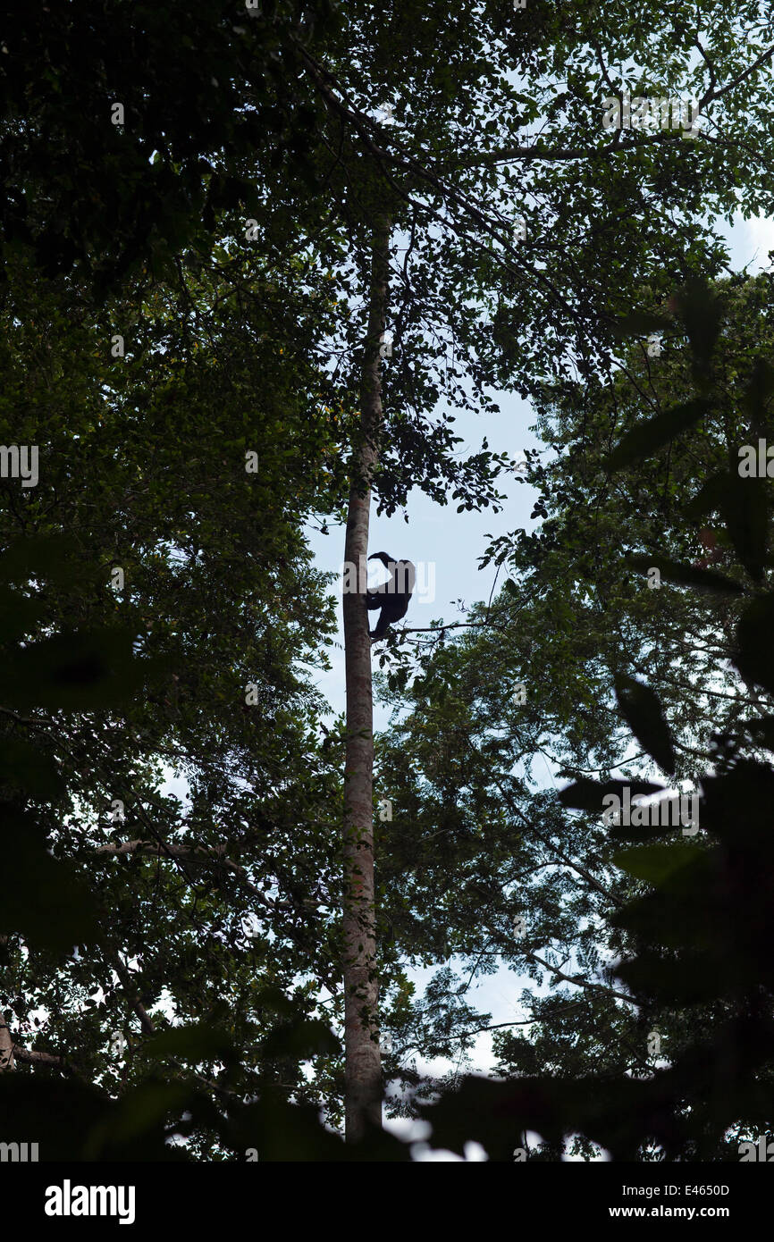 Western lowland gorilla (Gorilla gorilla gorilla) juvenile climbing up