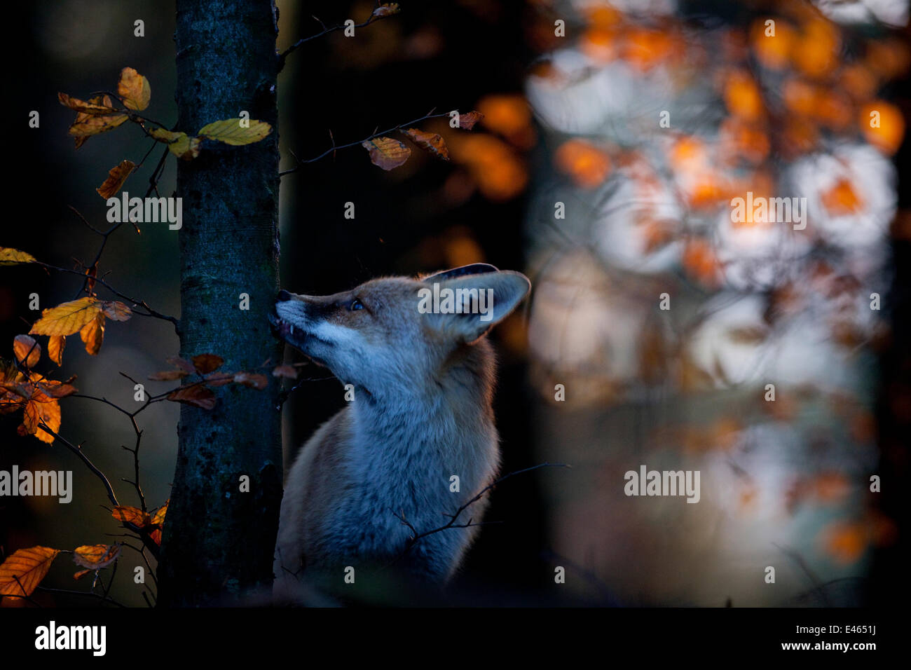 Red fox (Vulpes vulpes) sniffing beech tree trunk, Black Forest, Germany, Winner of Fritz Polking portfolio prize, GDT 2011 competition Stock Photo