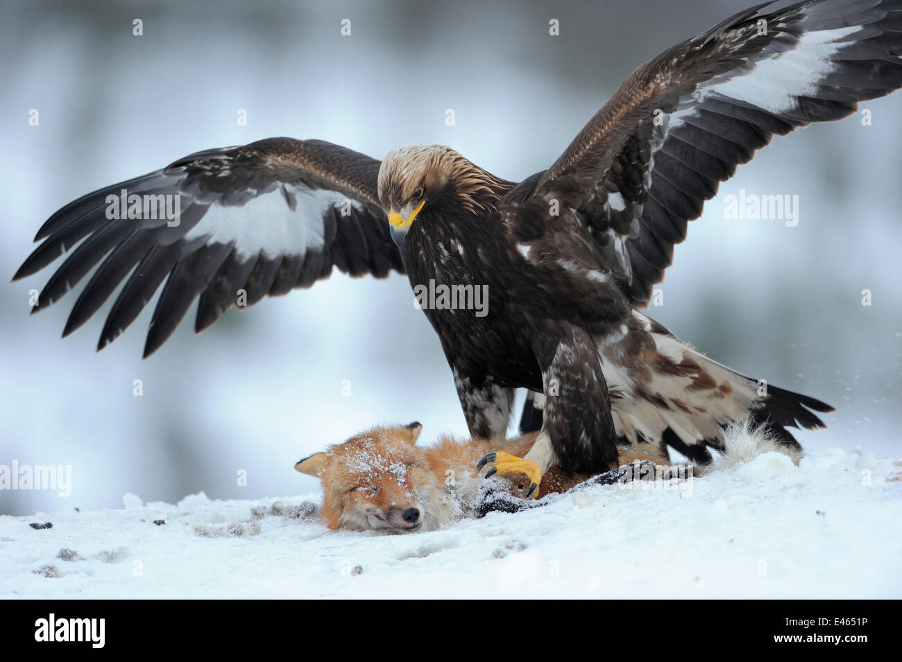 Golden Eagle Aquila Chrysaetos Close Up In Snow With Red