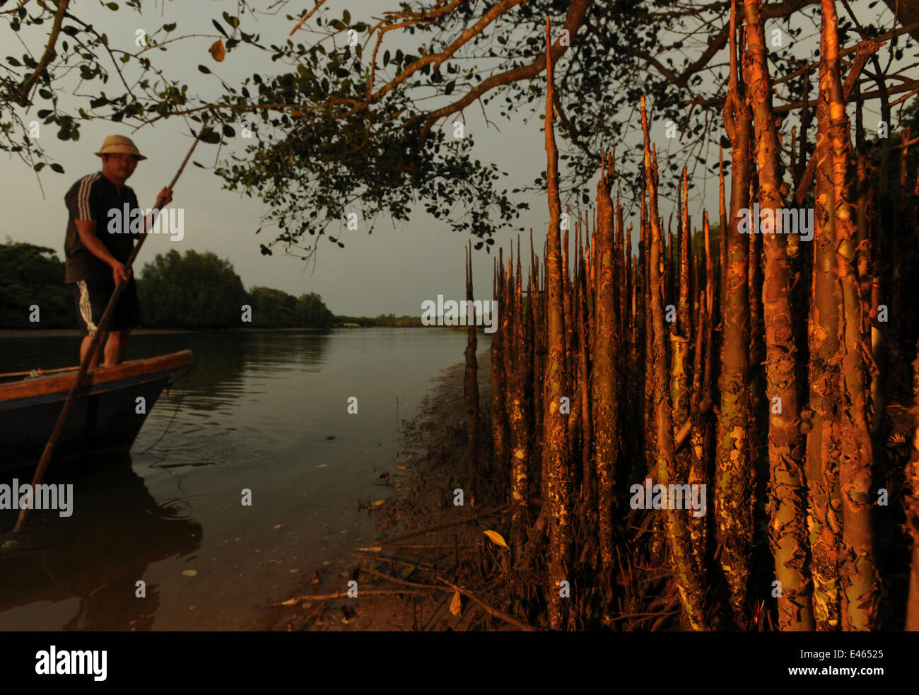 Mangrove forest (Sonneratia hainanensis) respiratory roots with man standing up in small boat, Guangxi Province, China. Stock Photo