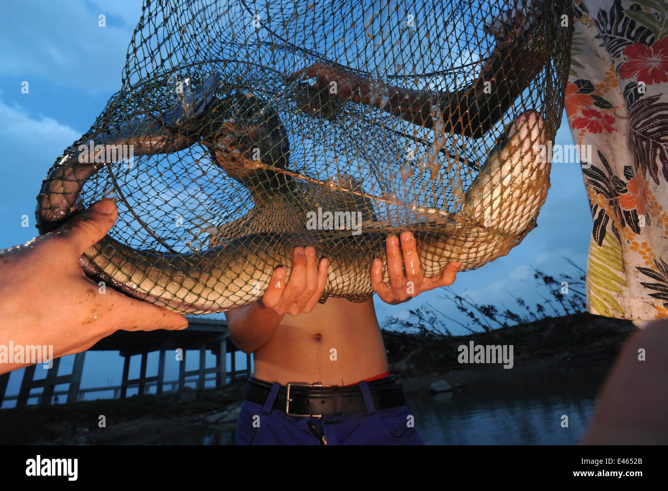 Marbled eel (Anguilla marmorata) captured by local people and being held up in net, Hainan Island, China. Stock Photo