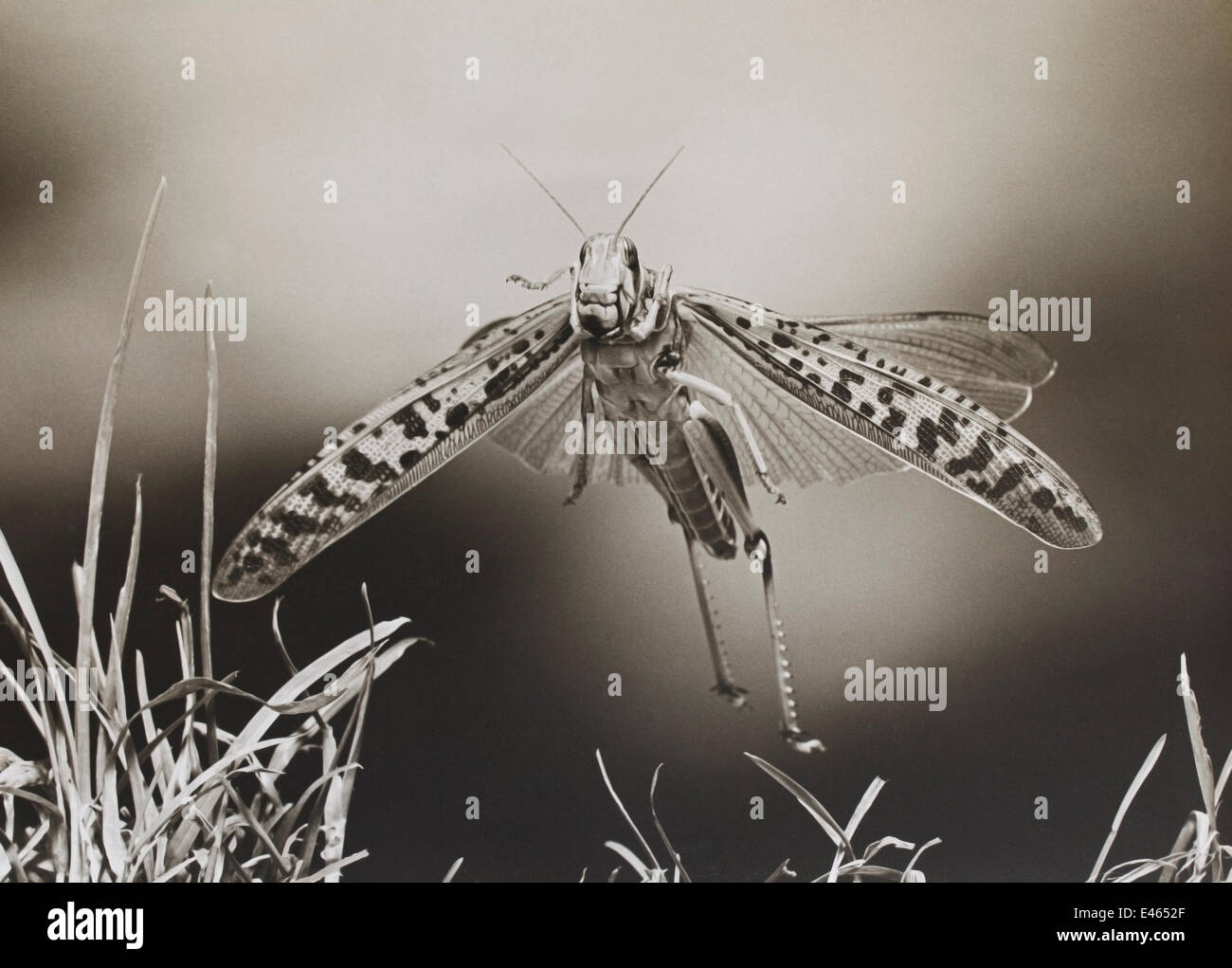 Desert Locust (Schistocerca gregaria) flying, controlled conditions, scan from black and white print Stock Photo