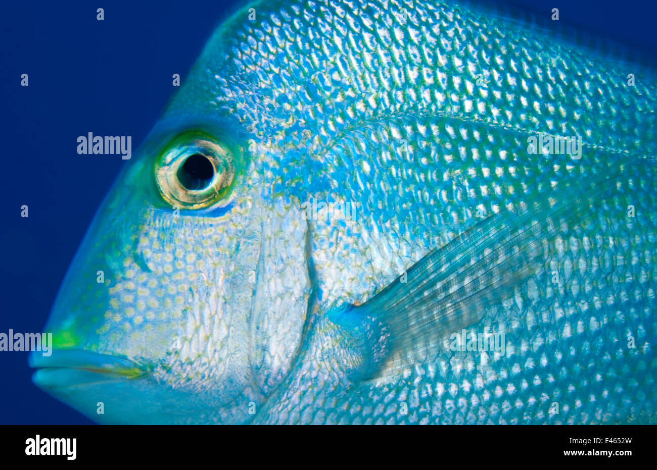 Saucereye (Calamus calamus). Cancun National Park, Caribbean Sea