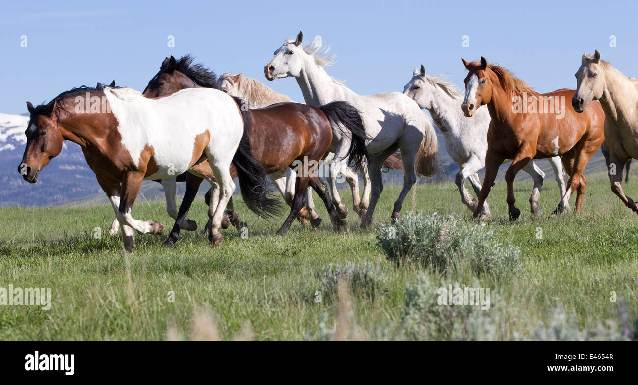 Herd of horses on ranch, Jackson Hole, Wyoming, USA Stock Photo Alamy
