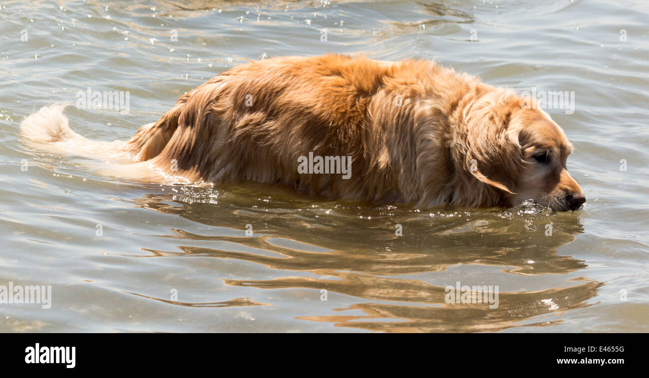 Golden Retriever in water with ball in mouth Stock Photo
