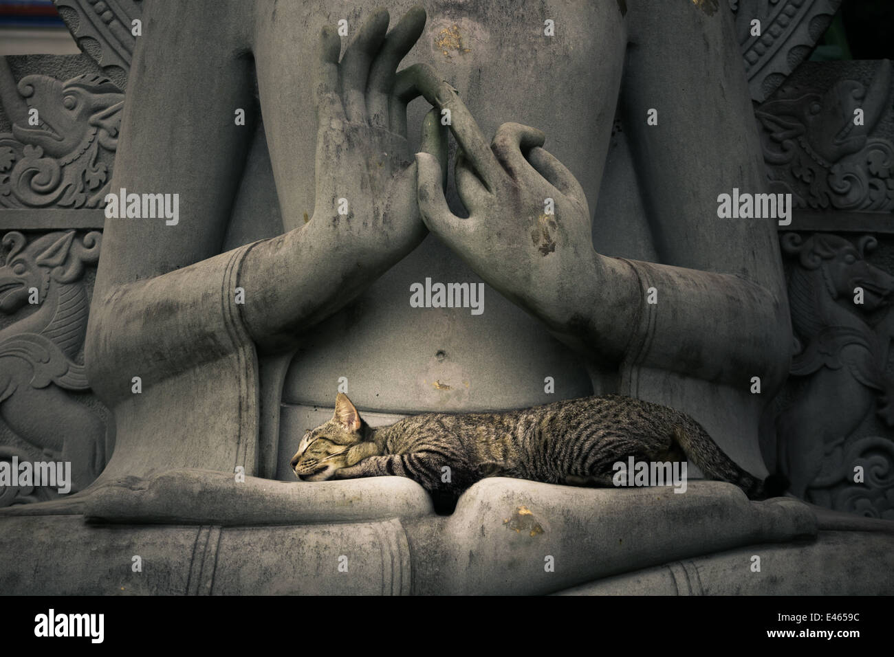 Buddha cat hires stock photography and images Alamy