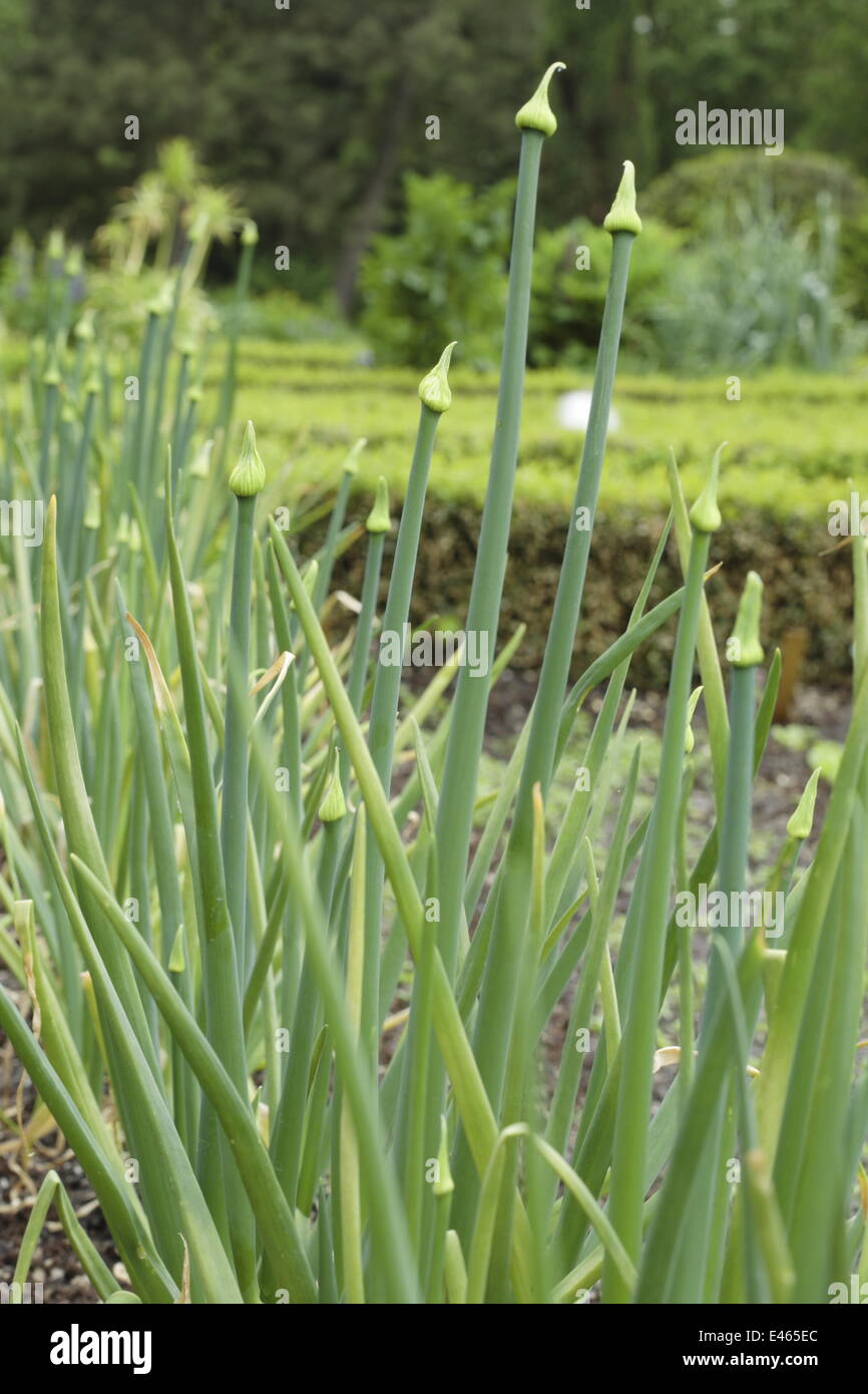 Allium cepa hi-res stock photography and images - Alamy